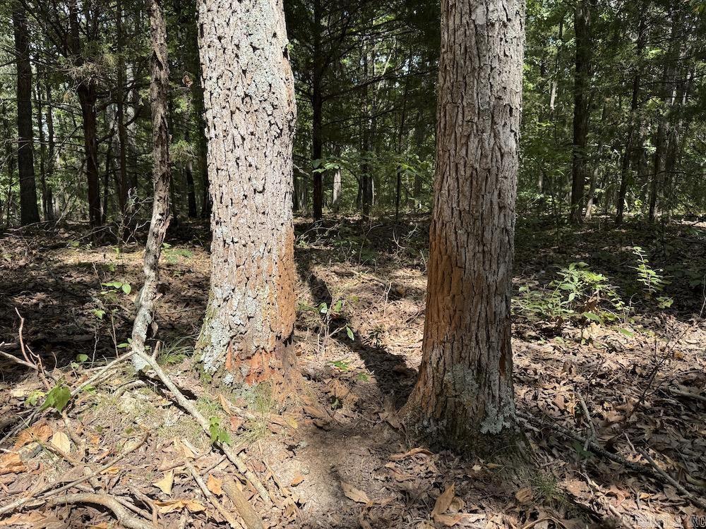 550 Hillbilly Hollow Trail Property Photo 29