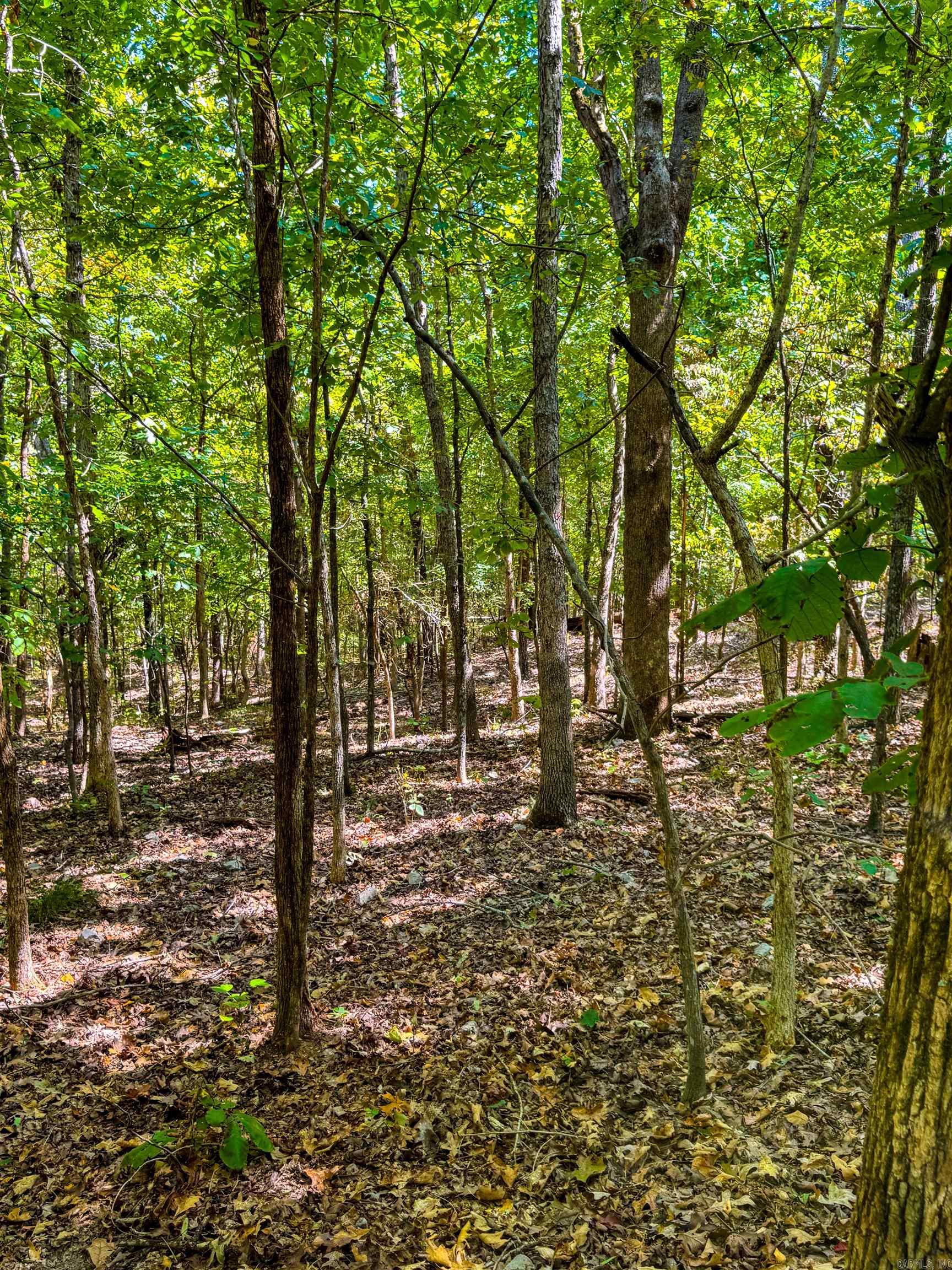 Tbd Red Fox Rd Property Photo 3
