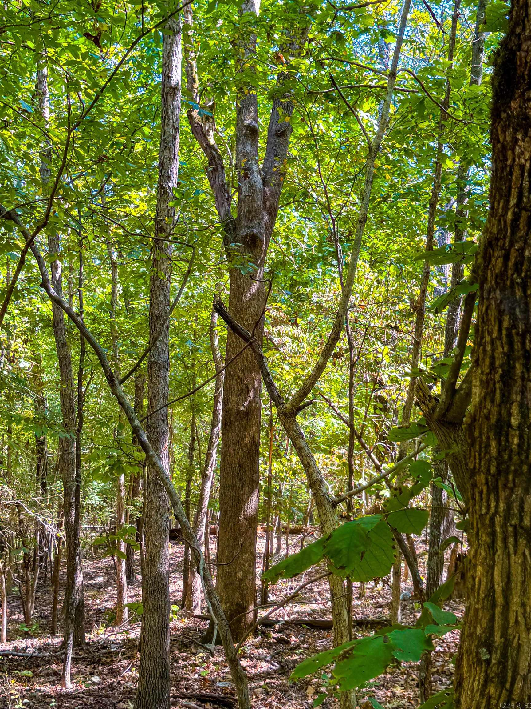 Tbd Red Fox Rd Property Photo 15