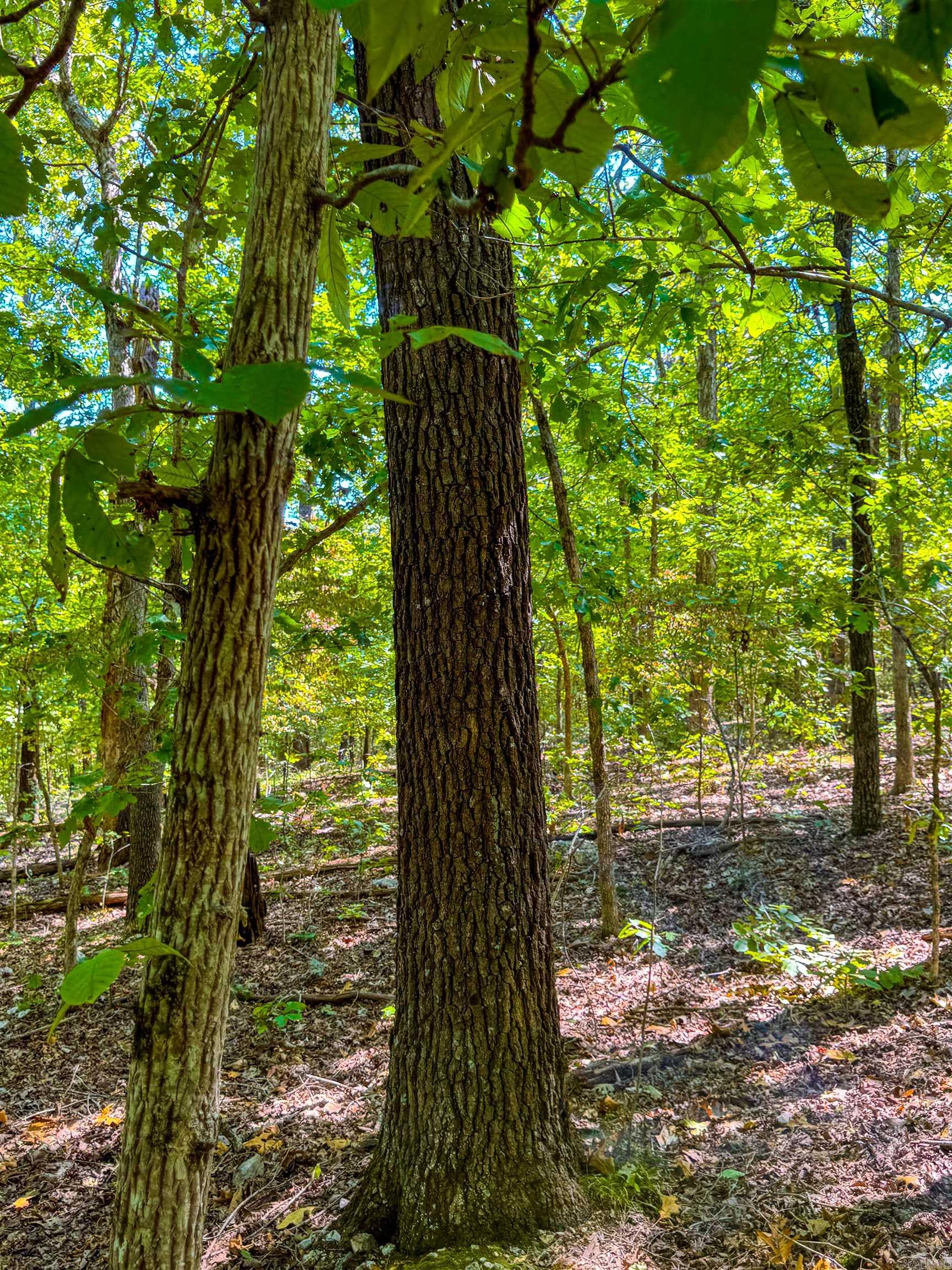 Tbd Red Fox Rd Property Photo 34