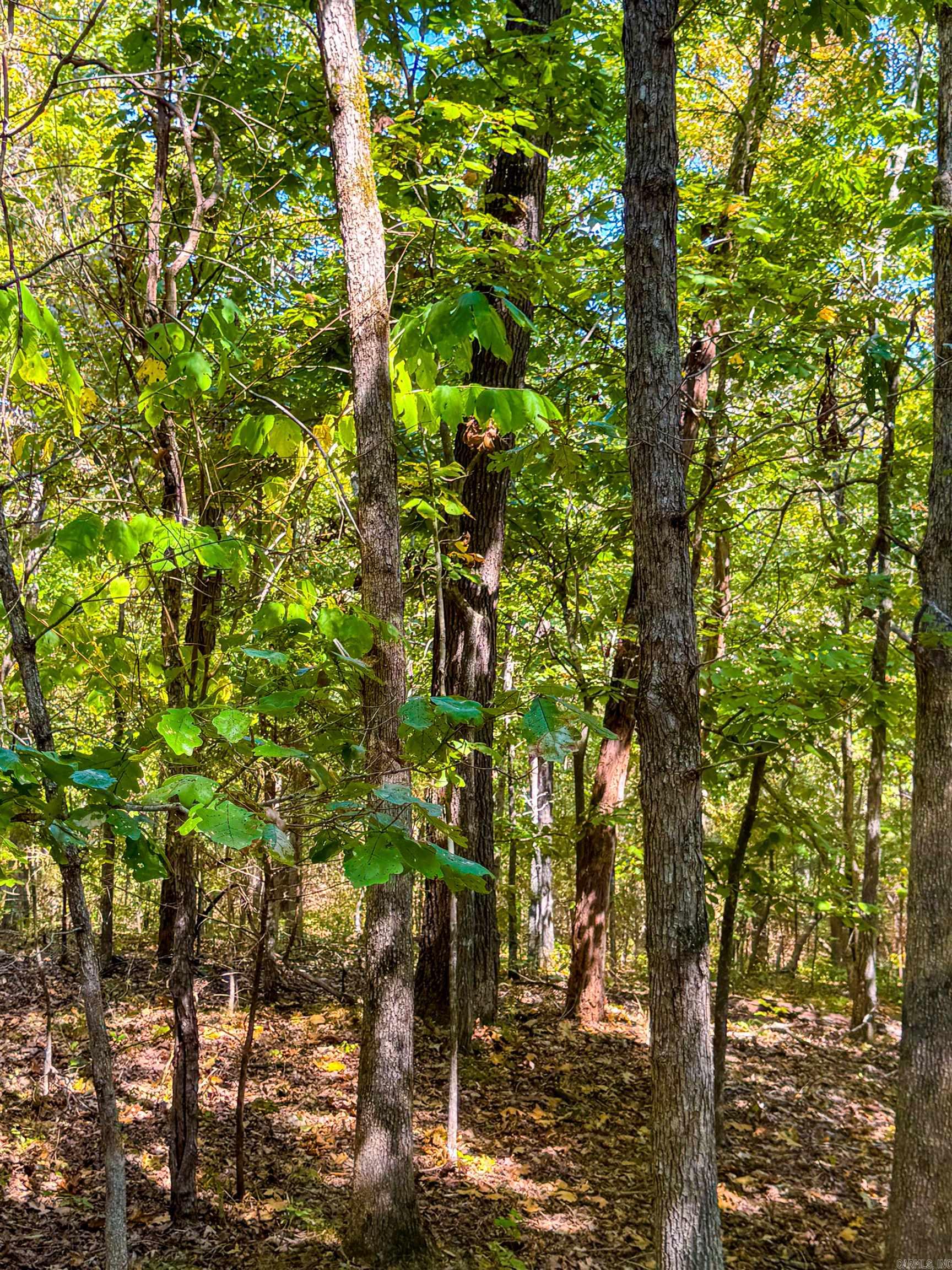 Tbd Red Fox Rd Property Photo 35