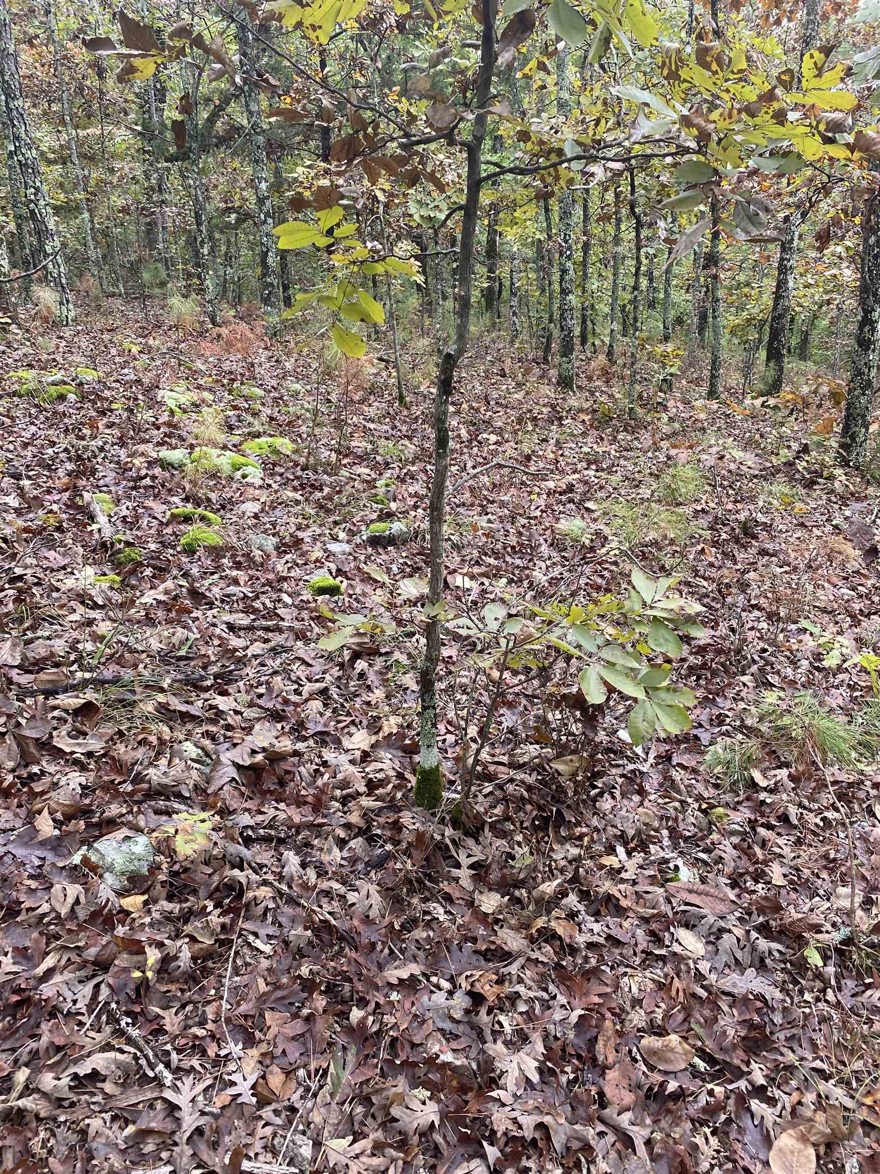 150 Lofton Road Property Photo 14