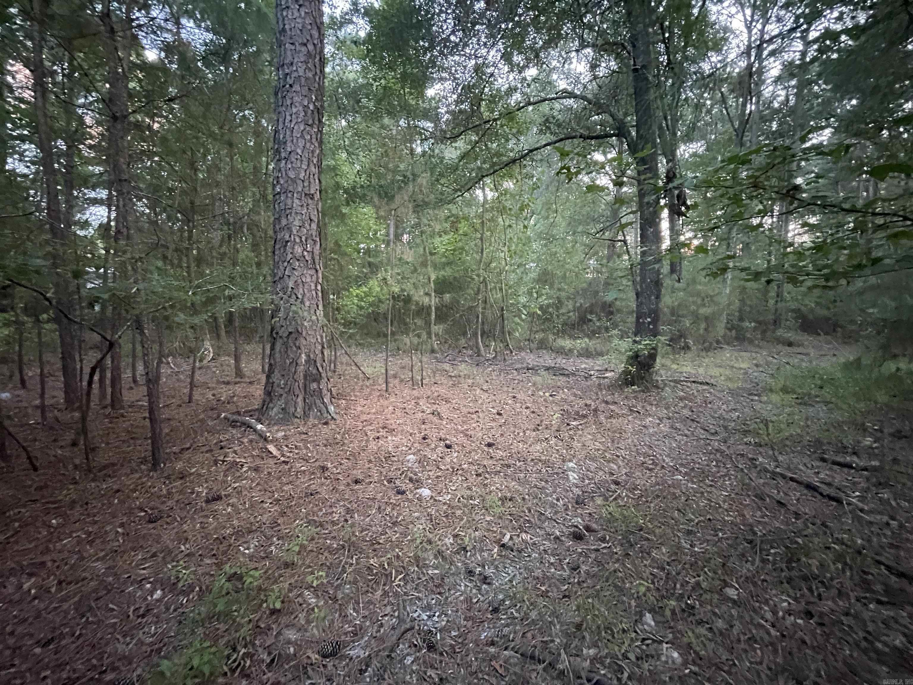 2.69 Acres Ouachita 210 Property Photo 3