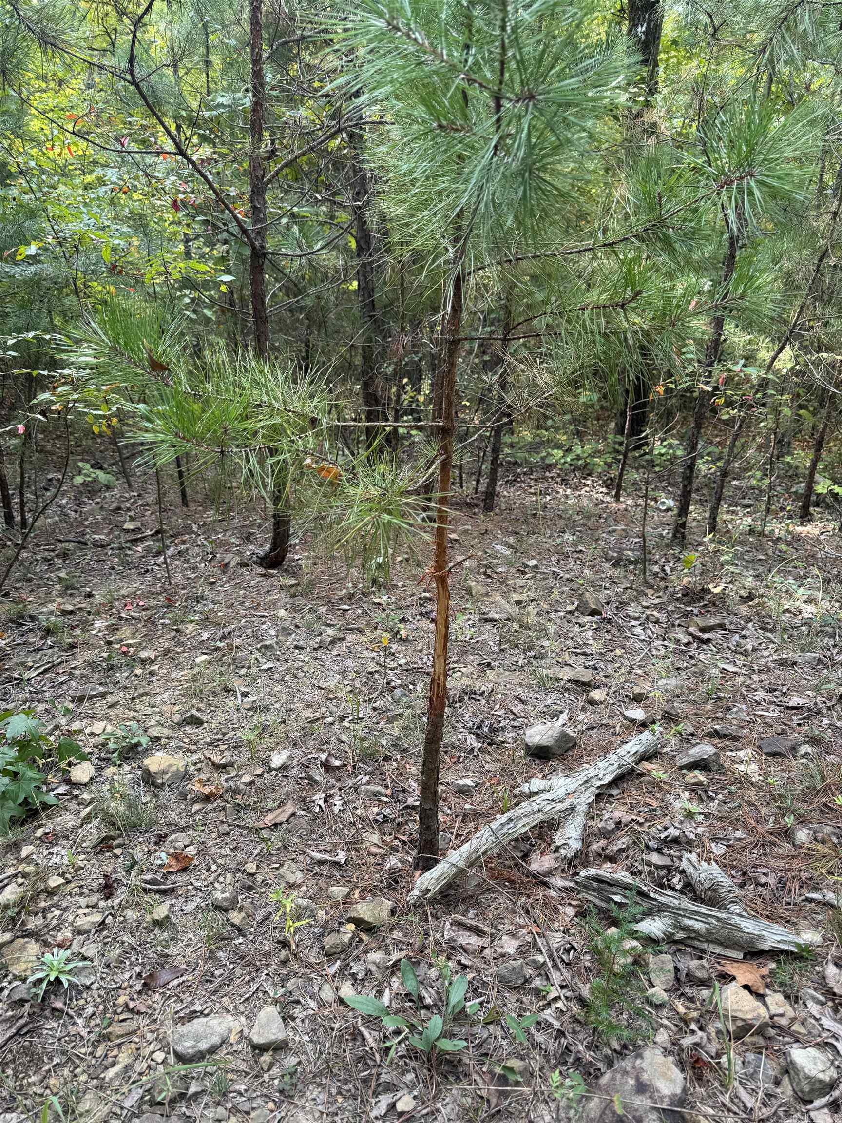 000 Hwy 65 Property Photo 16