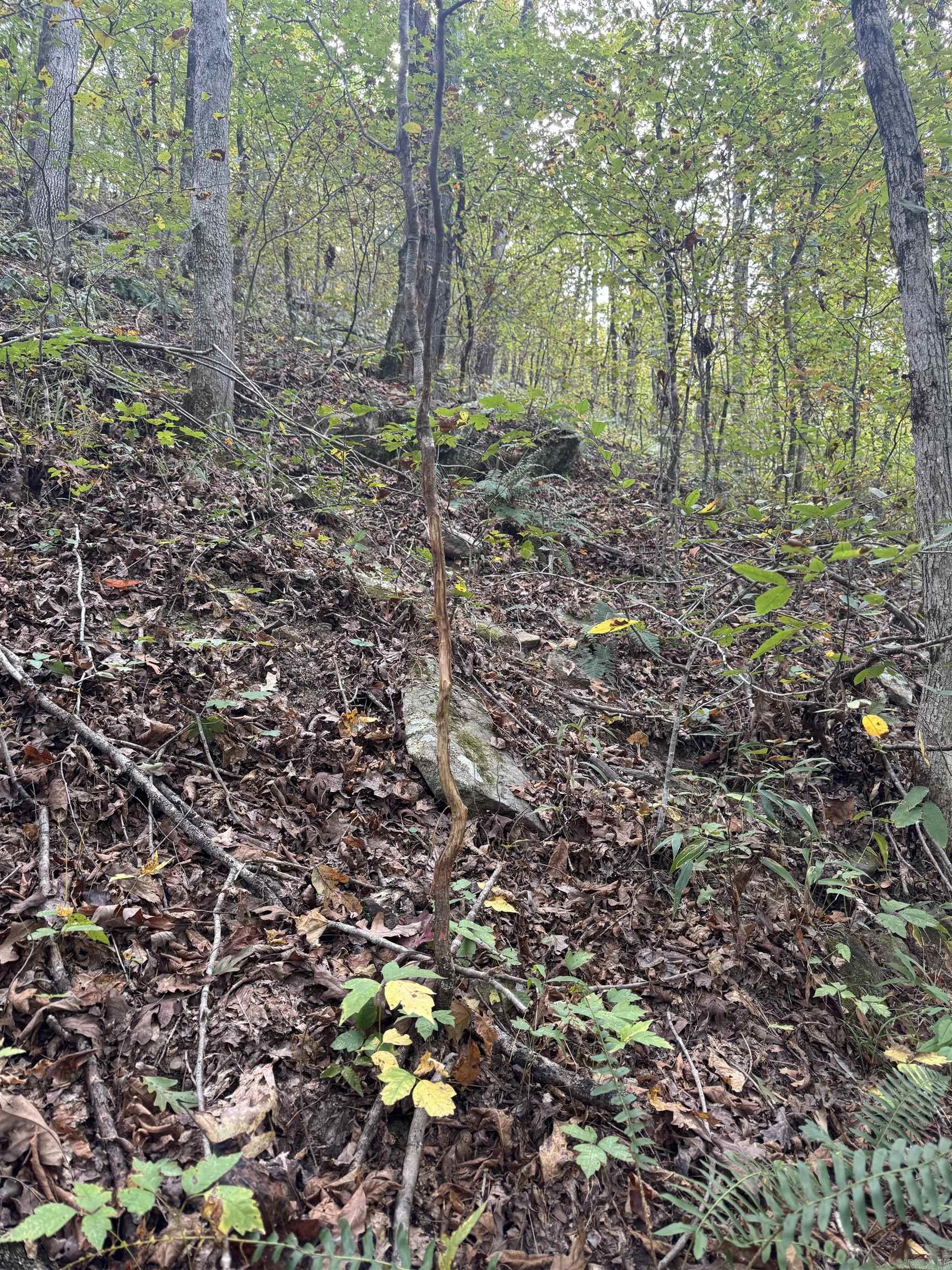 000 Hwy 65 Property Photo 33