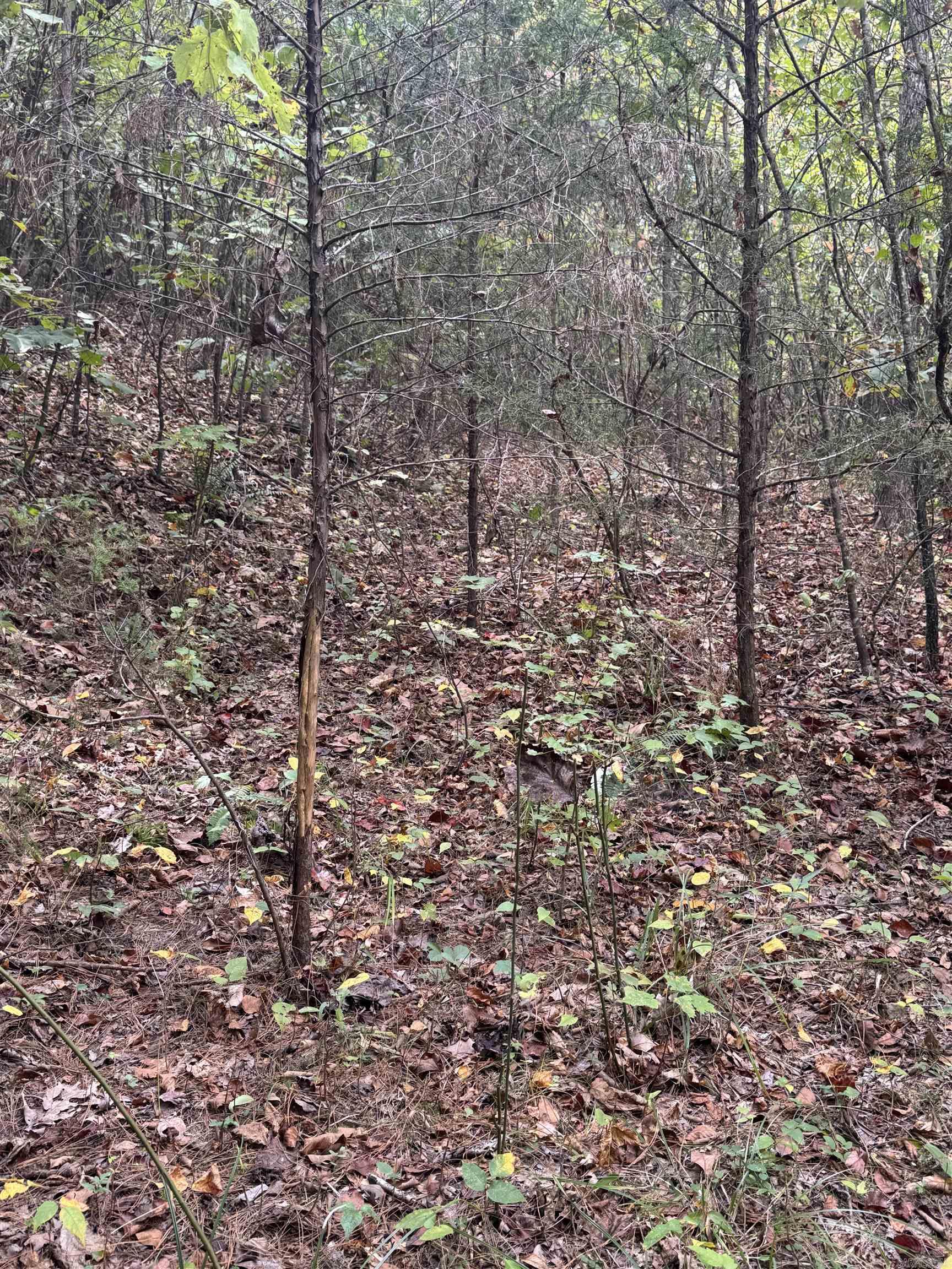 000 Hwy 65 Property Photo 39