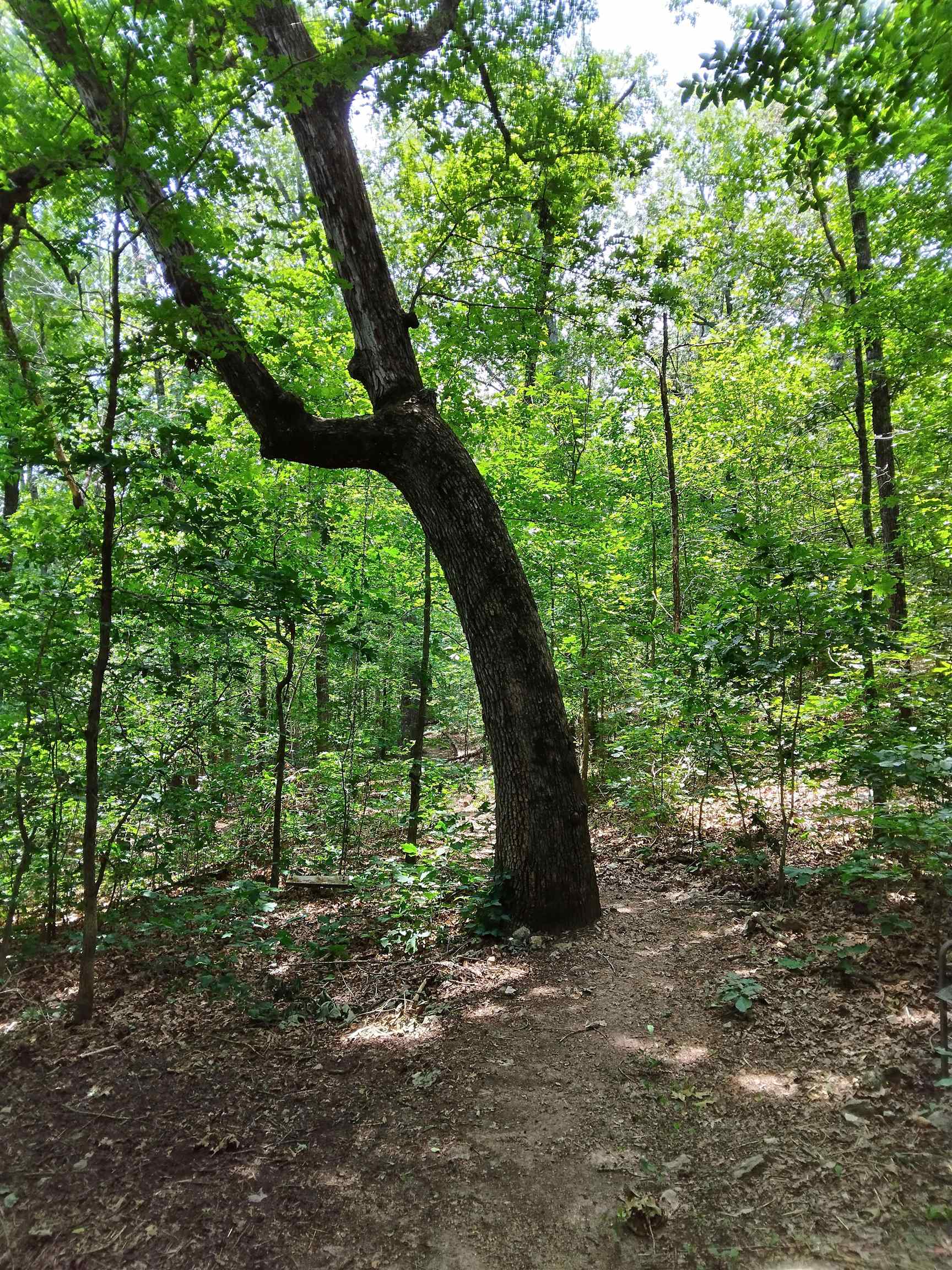 8329 Nine Mile Ridge Road Property Photo 8