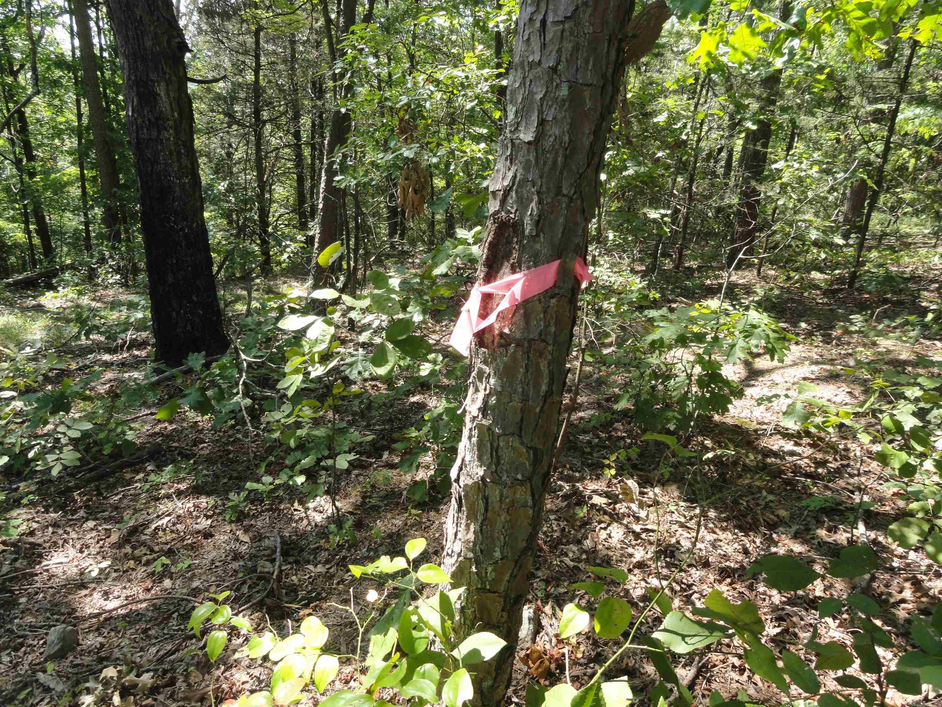 4971 Us-65 N Highway Property Photo 17