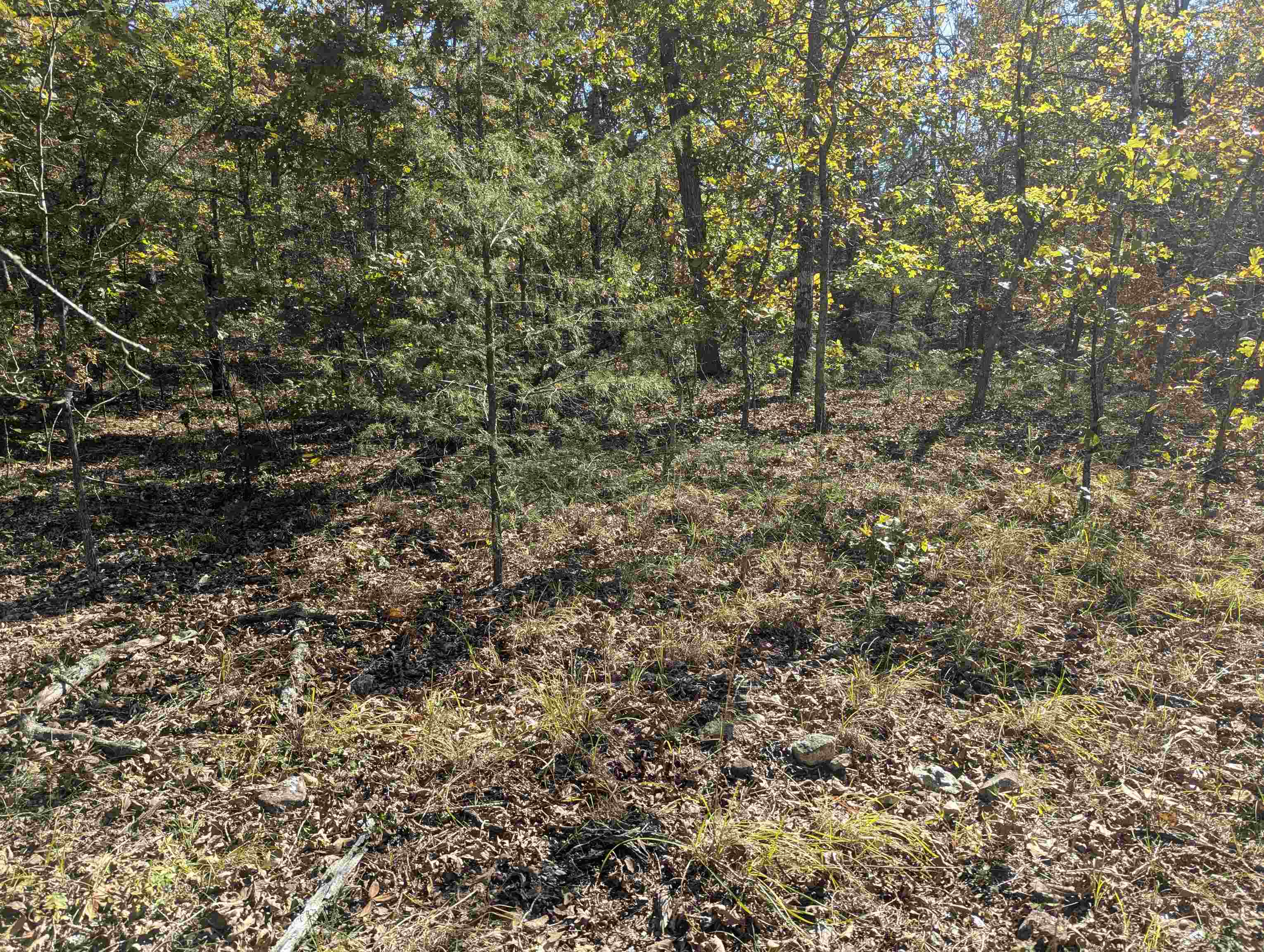 Tbd Dearborn Ln Property Photo 1