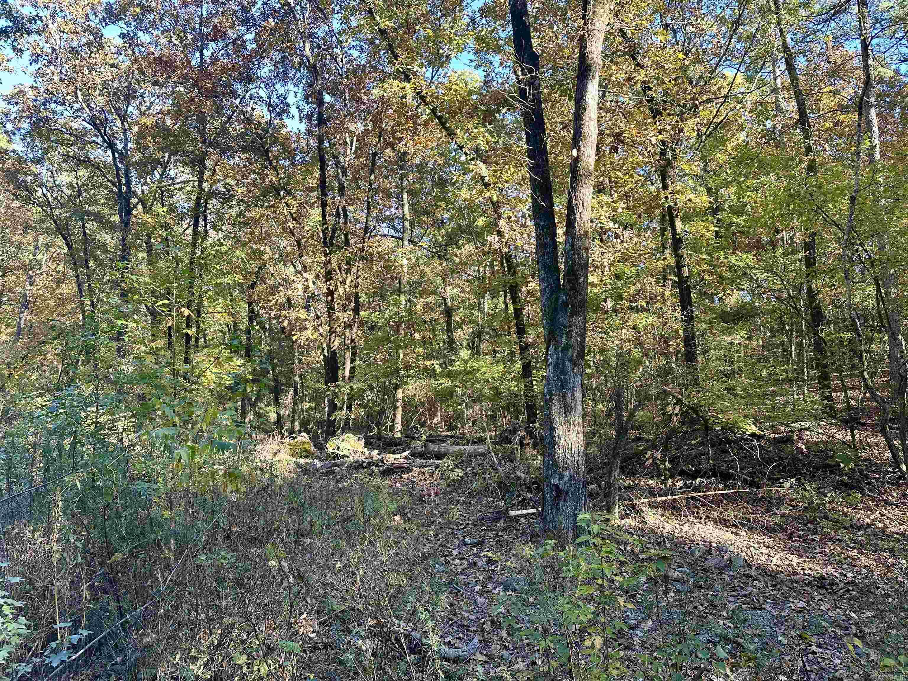 226 Cathedral Pines Ln Property Photo 4
