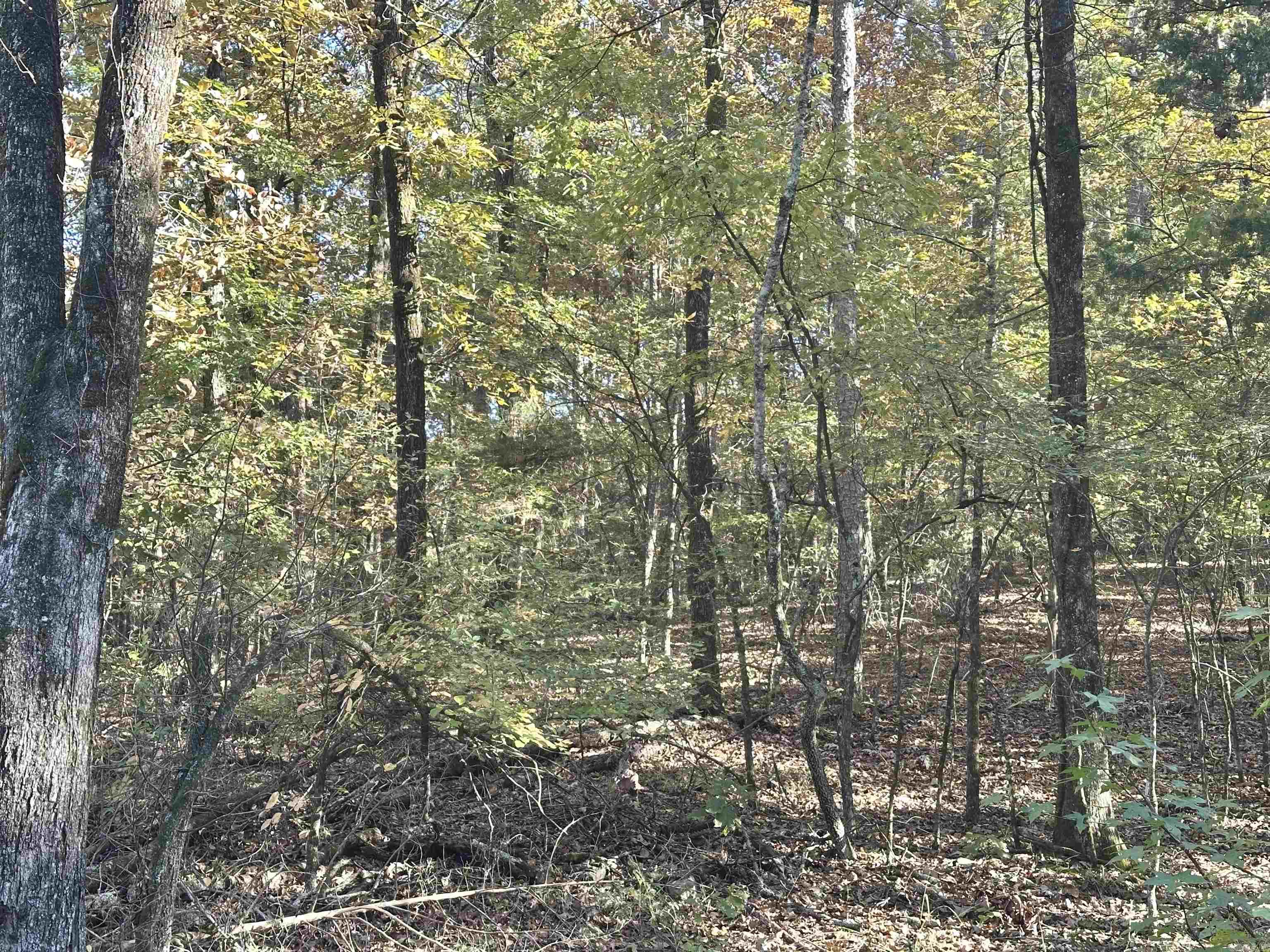 226 Cathedral Pines Ln Property Photo 6