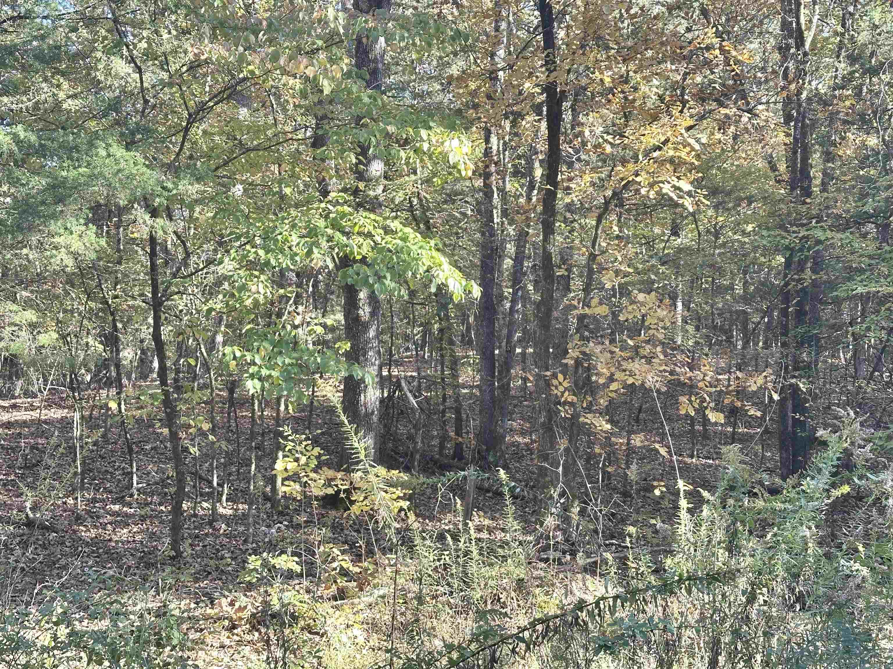 226 Cathedral Pines Ln Property Photo 7