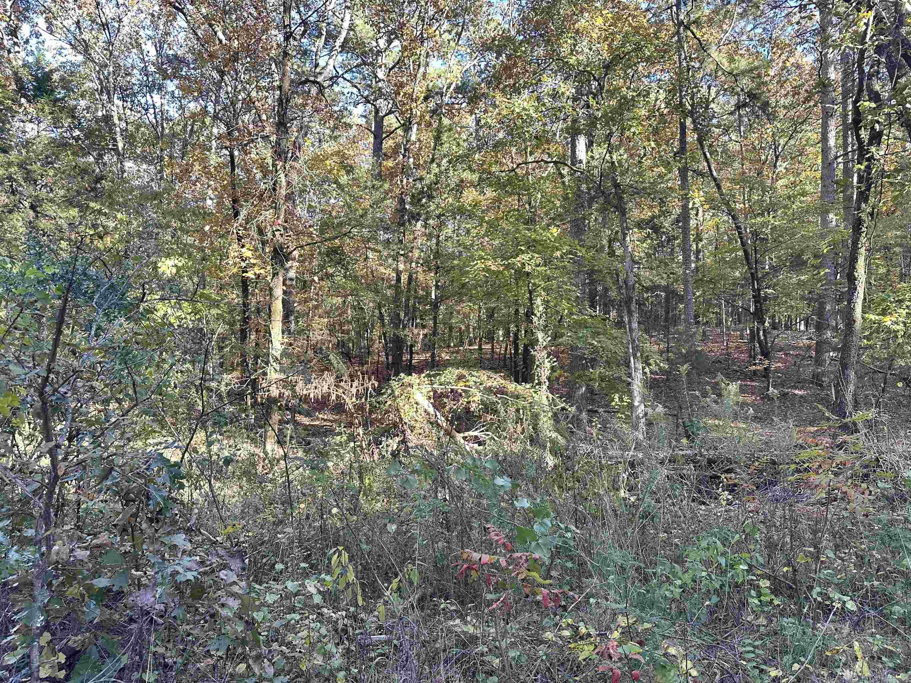226 Cathedral Pines Ln Property Photo 10