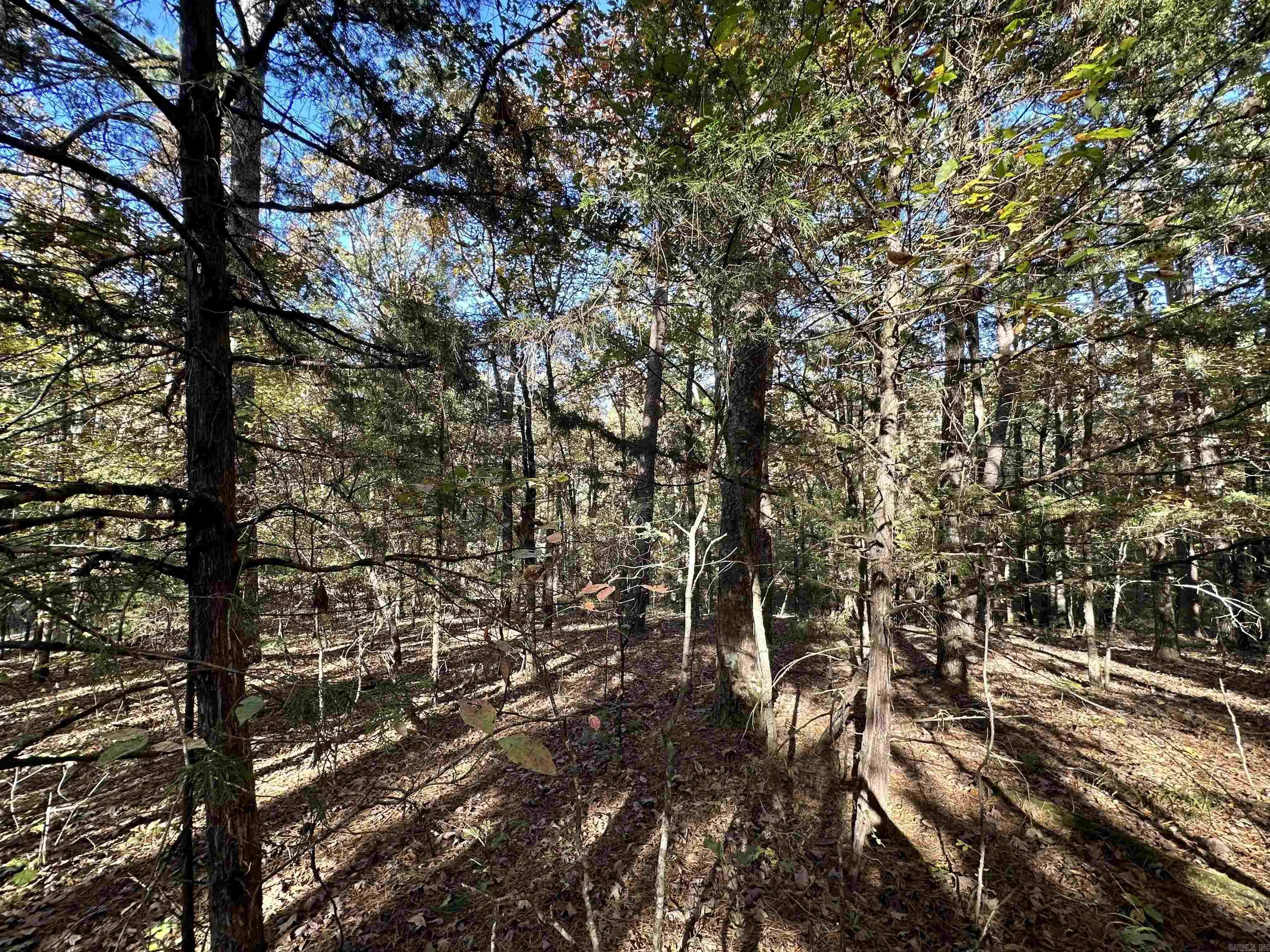 226 Cathedral Pines Ln Property Photo 15