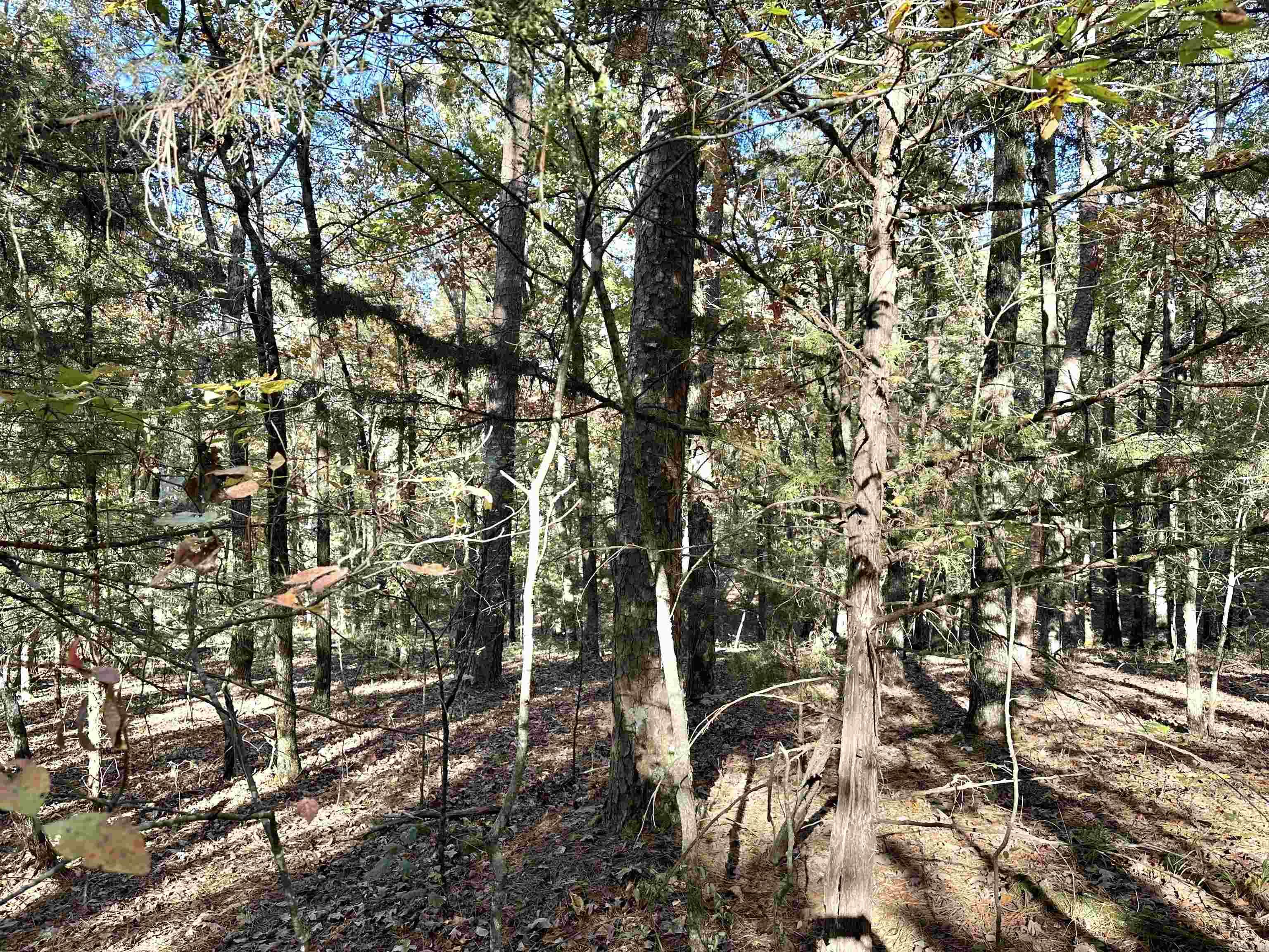 226 Cathedral Pines Ln Property Photo 16