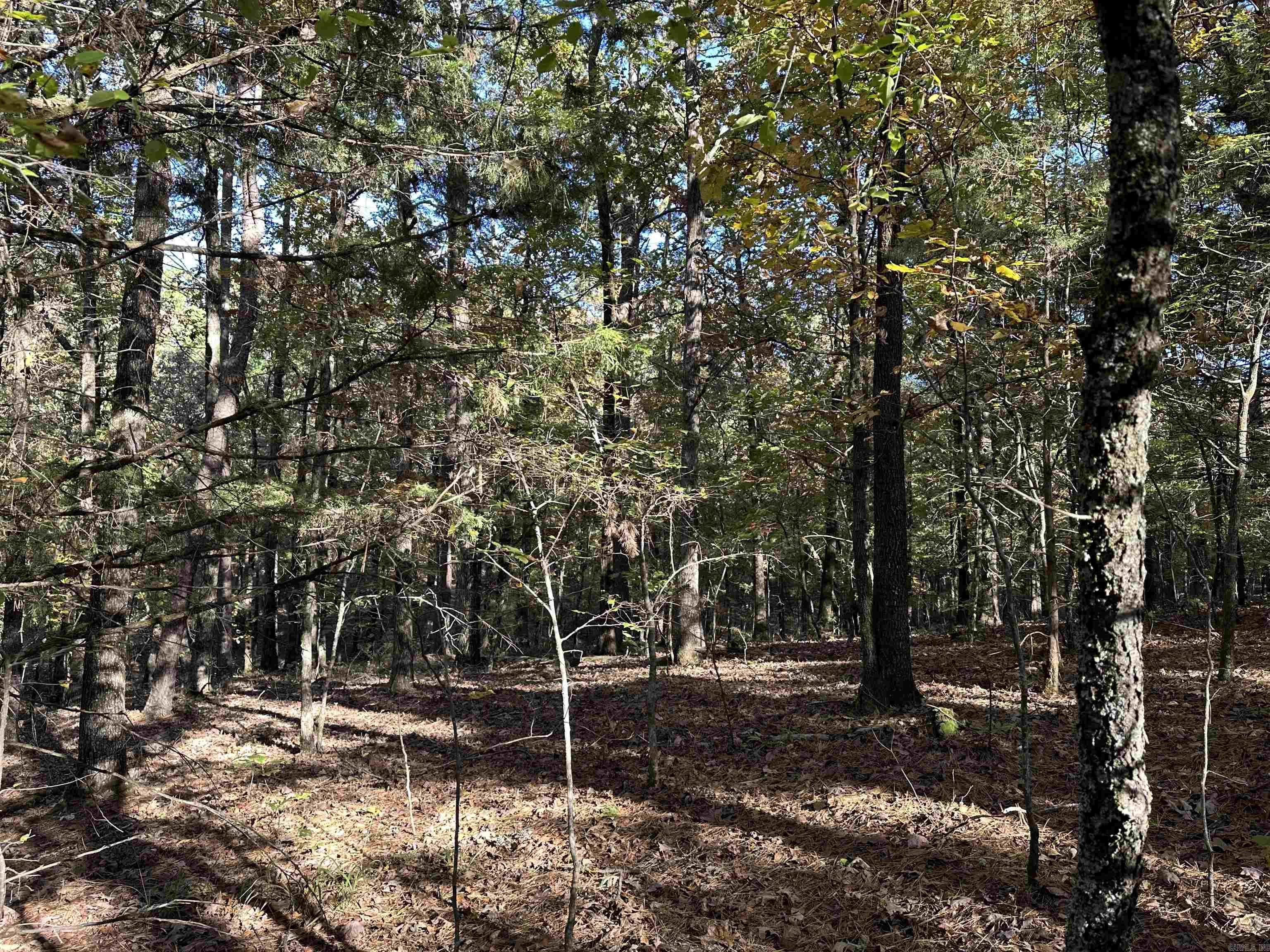 226 Cathedral Pines Ln Property Photo 17