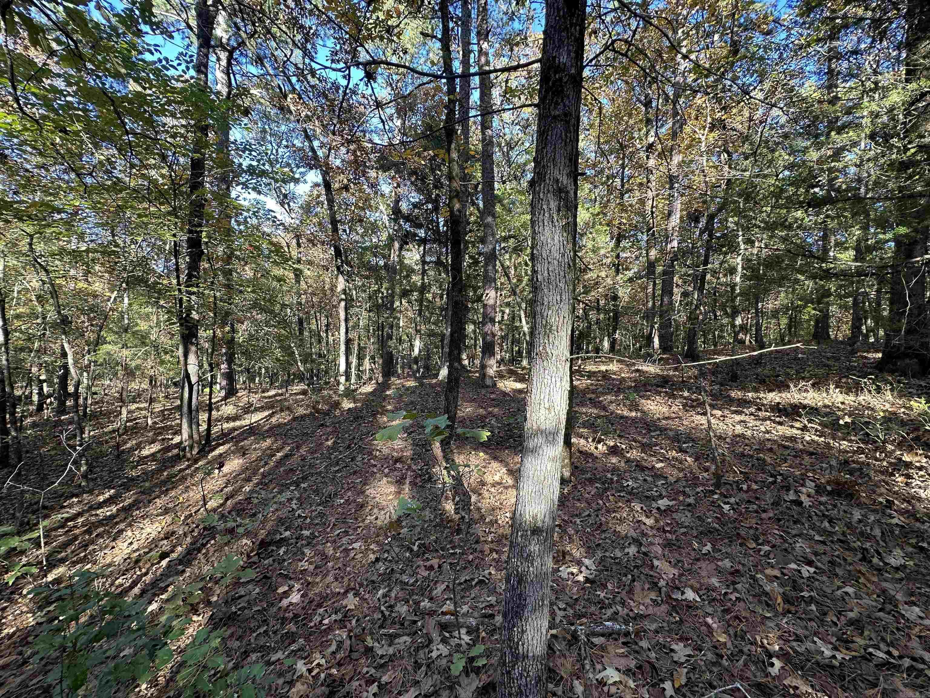 226 Cathedral Pines Ln Property Photo 18