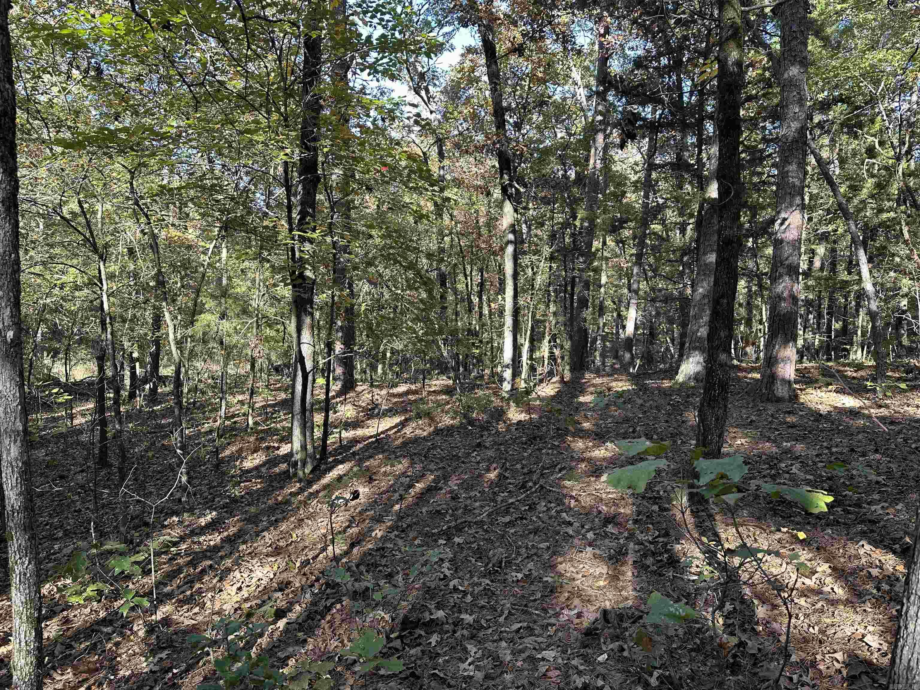 226 Cathedral Pines Ln Property Photo 19