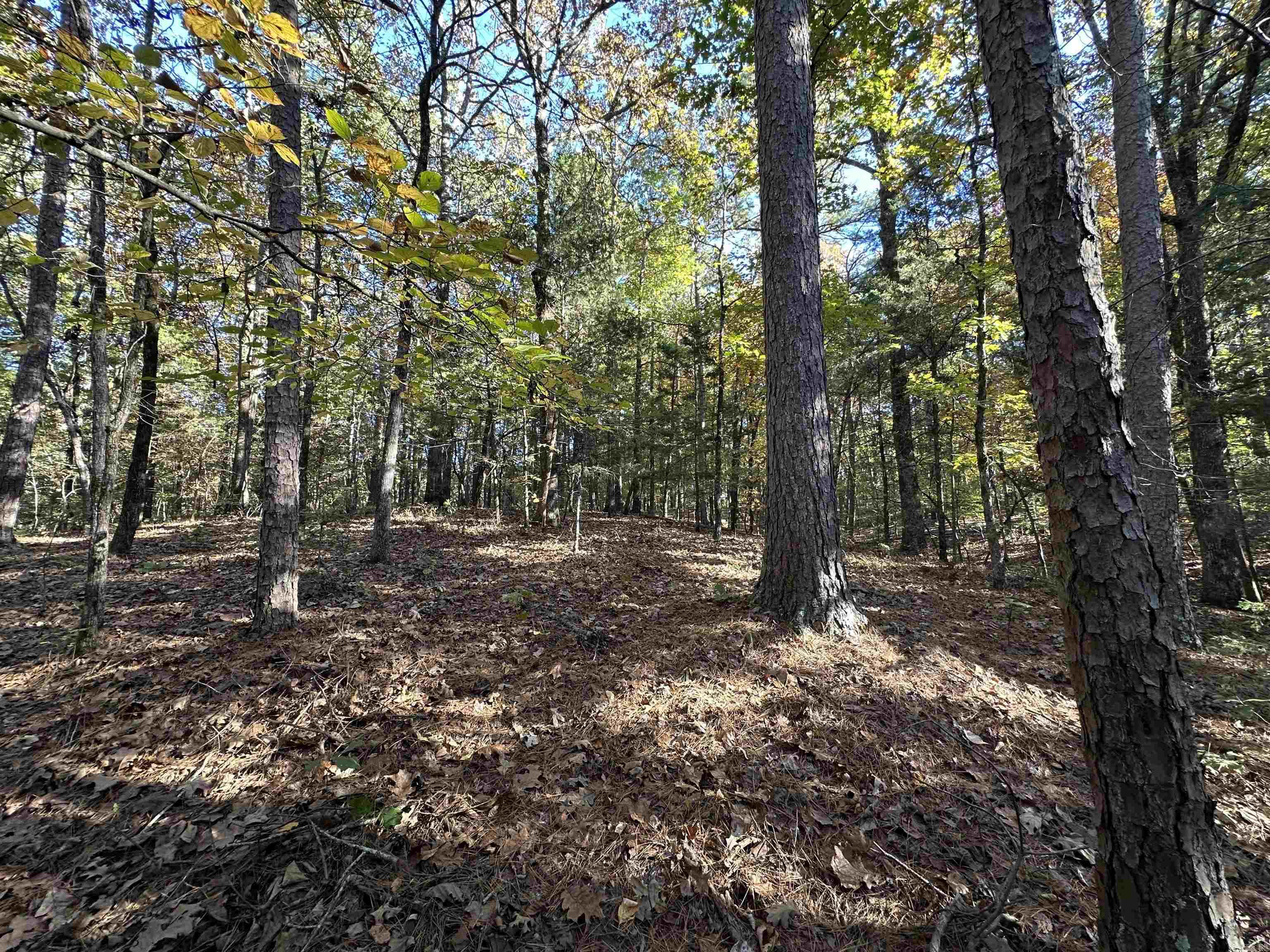 226 Cathedral Pines Ln Property Photo 21
