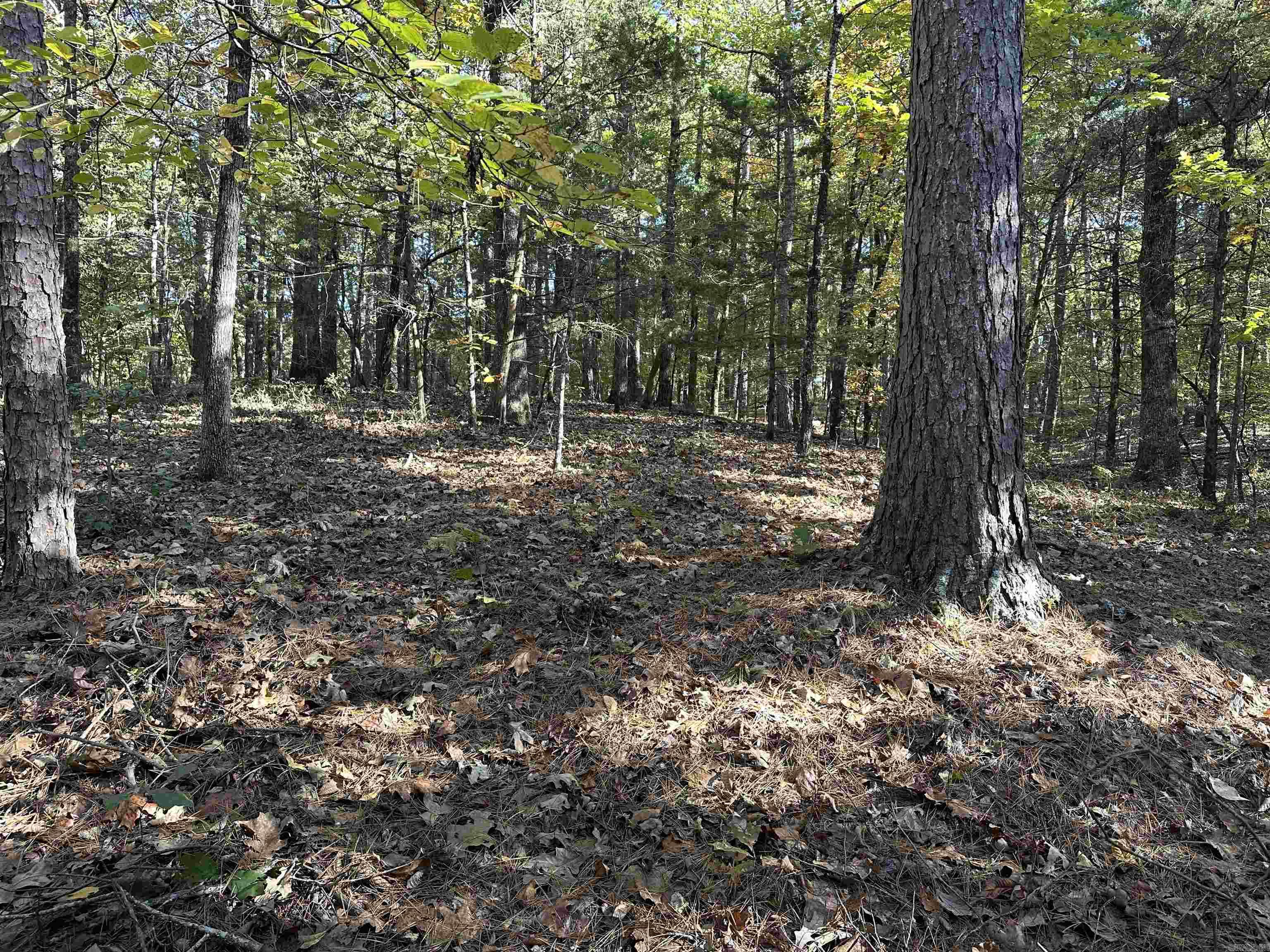 226 Cathedral Pines Ln Property Photo 22