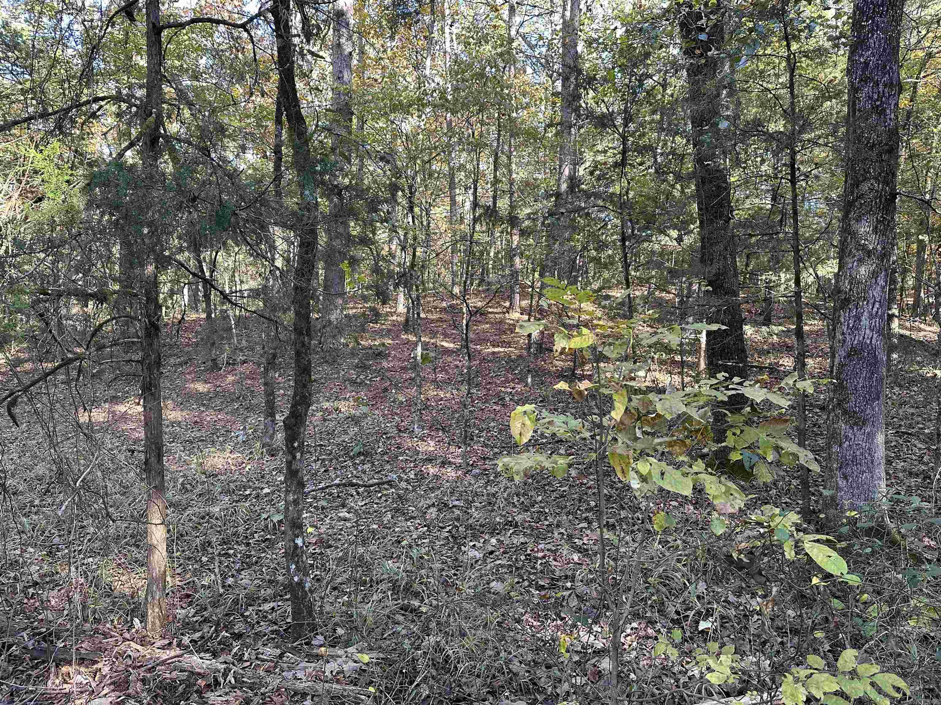 226 Cathedral Pines Ln Property Photo 24