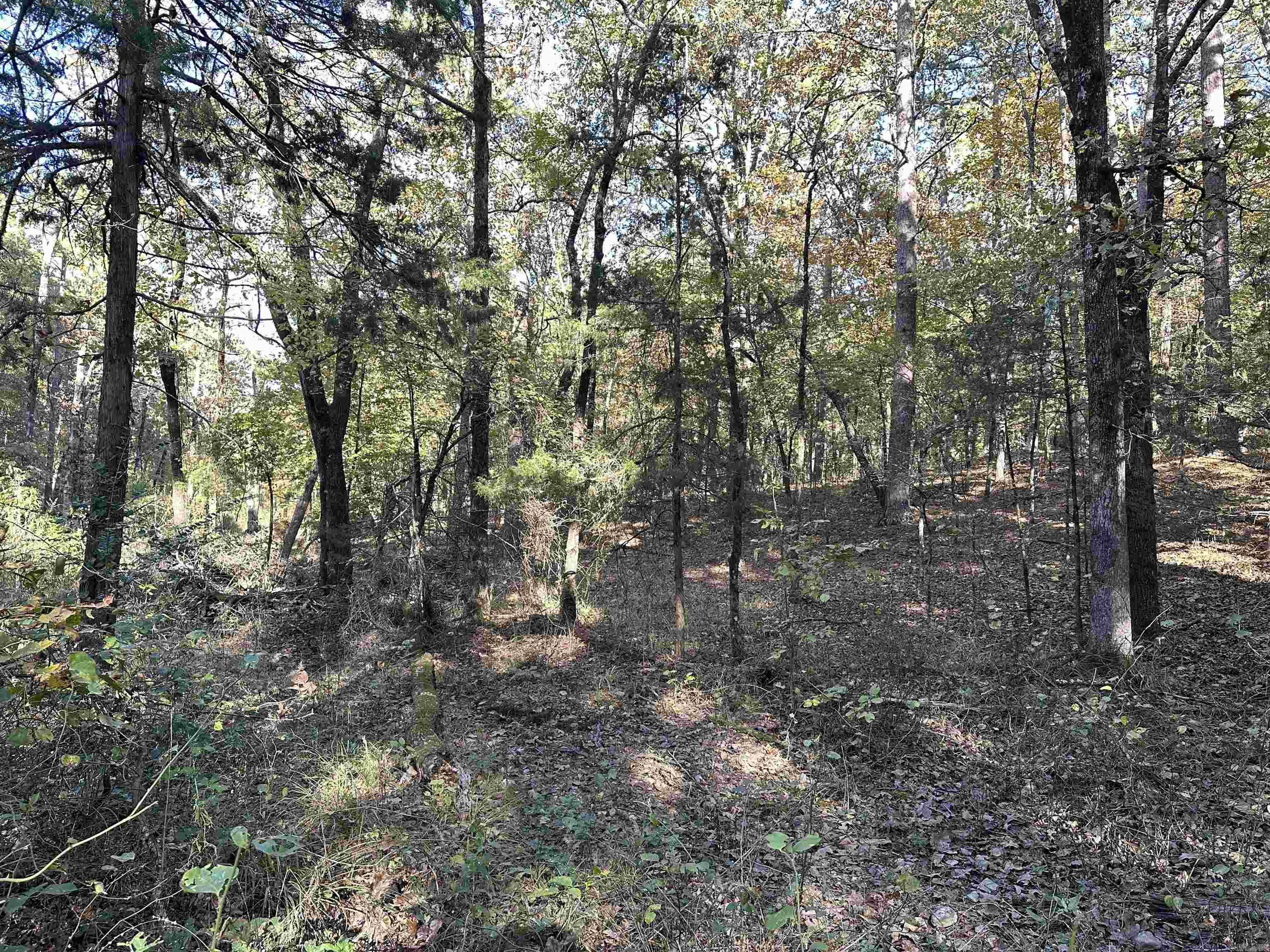 226 Cathedral Pines Ln Property Photo 25