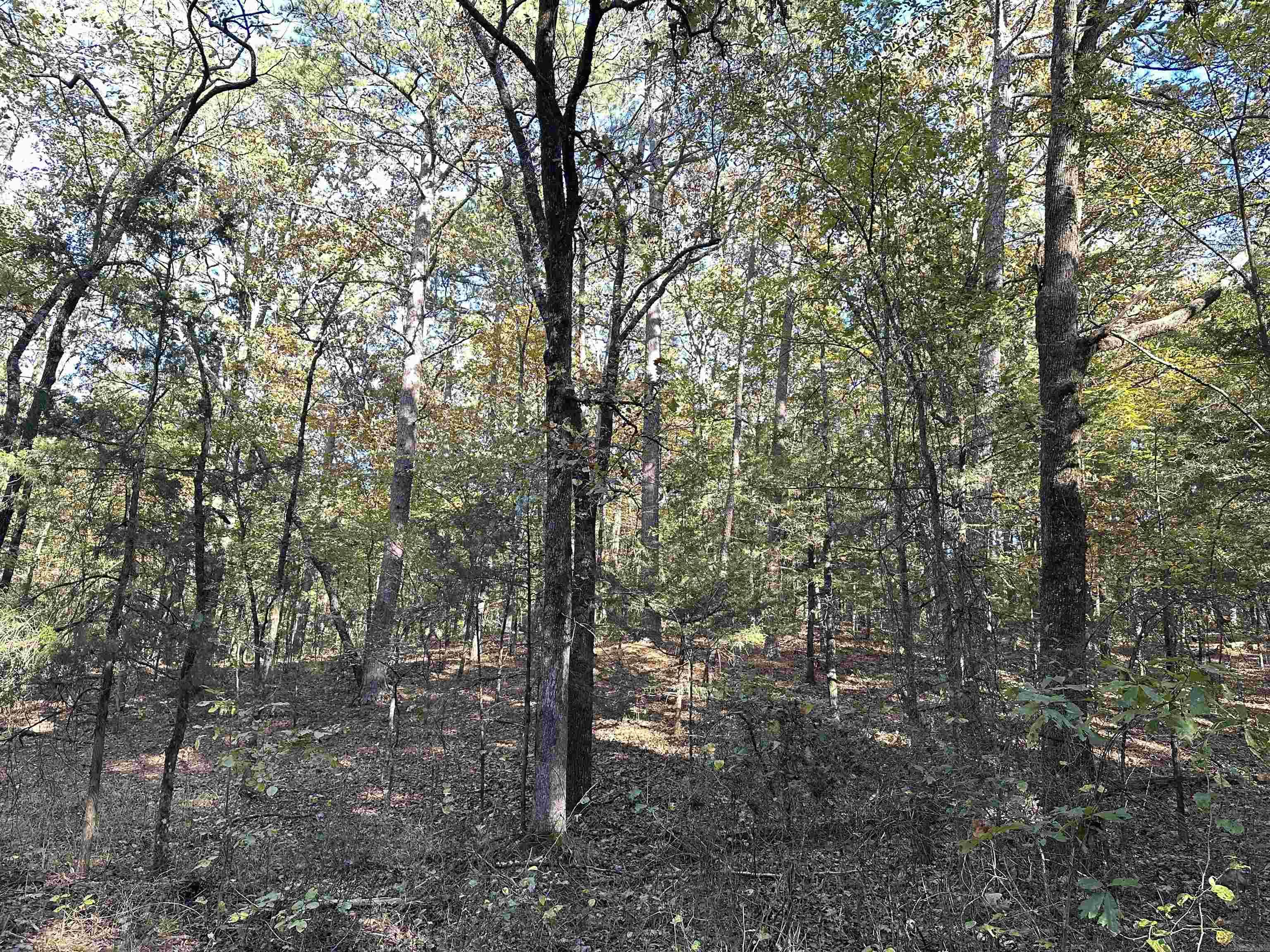 226 Cathedral Pines Ln Property Photo 26