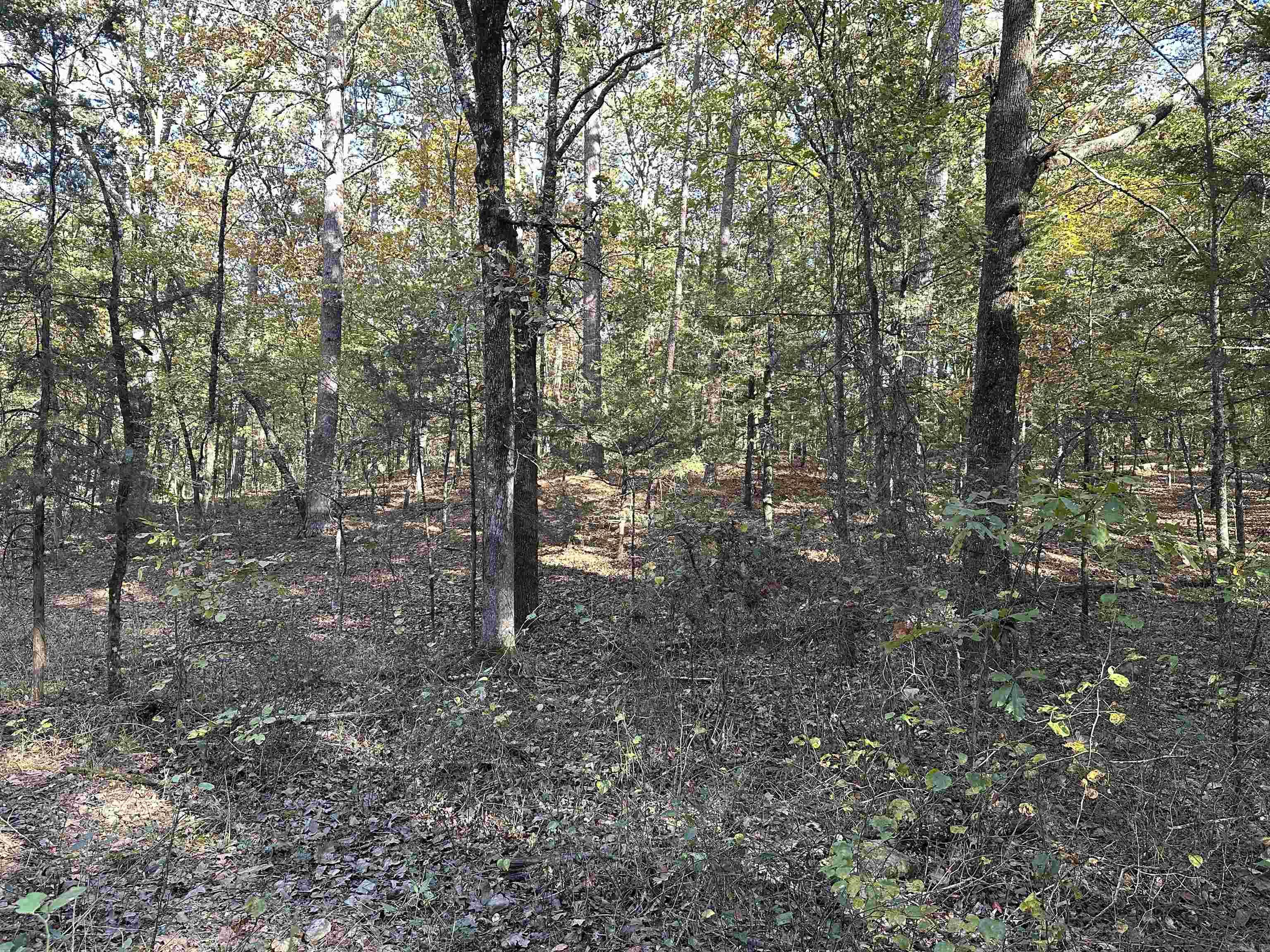 226 Cathedral Pines Ln Property Photo 28