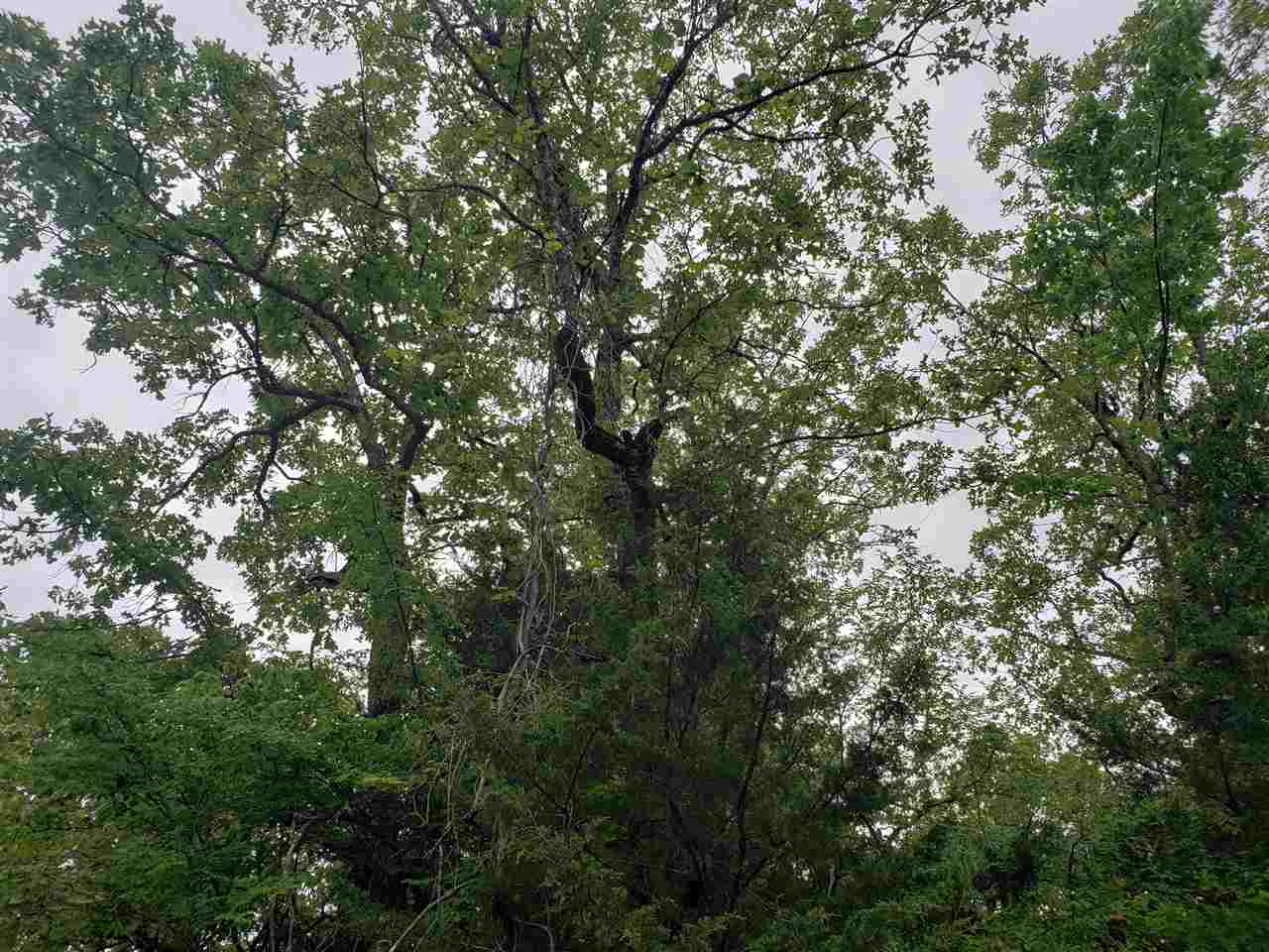 L-8 B-11 Micco Drive Property Photo 17