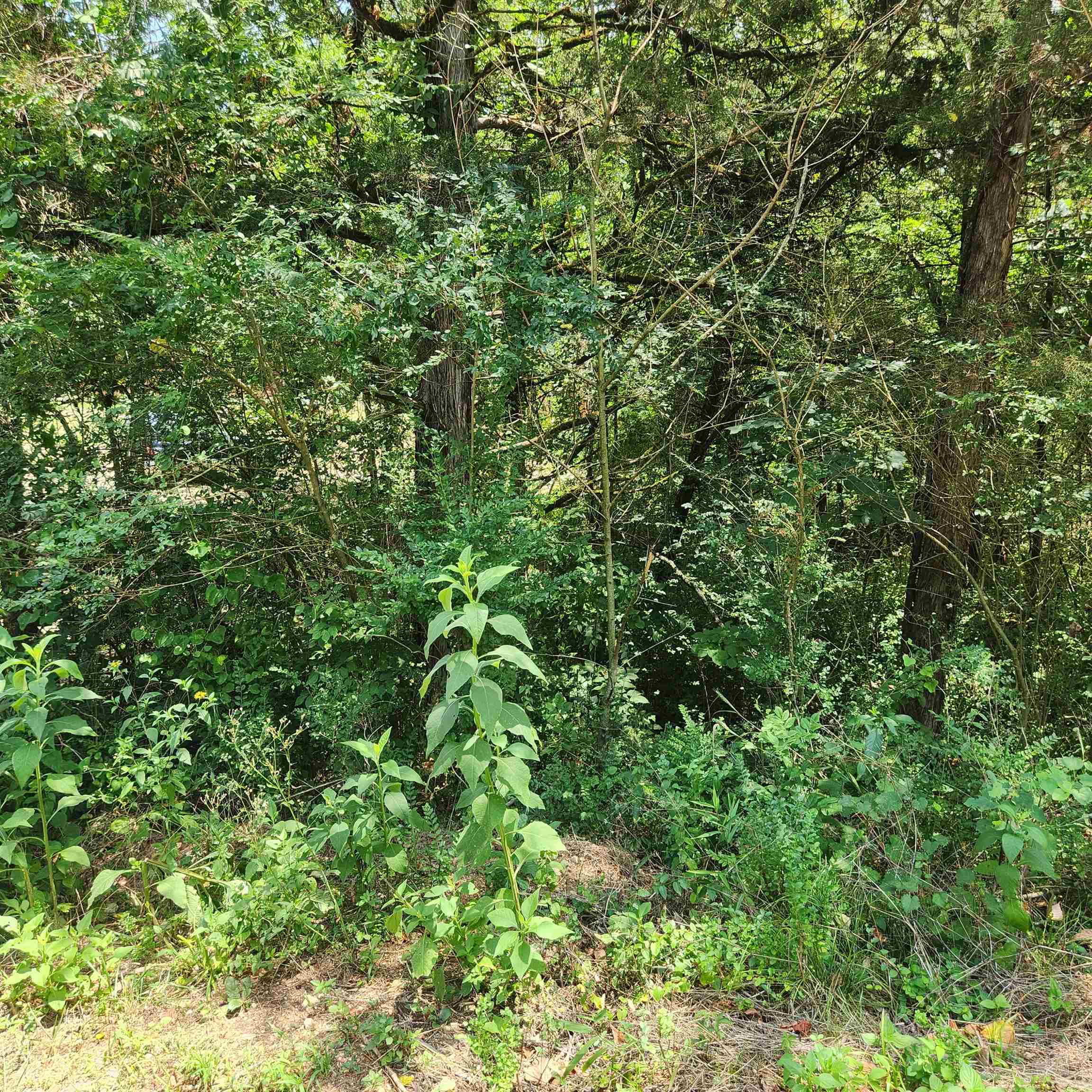 L-25, B-13a Altakima Trace Property Photo 13