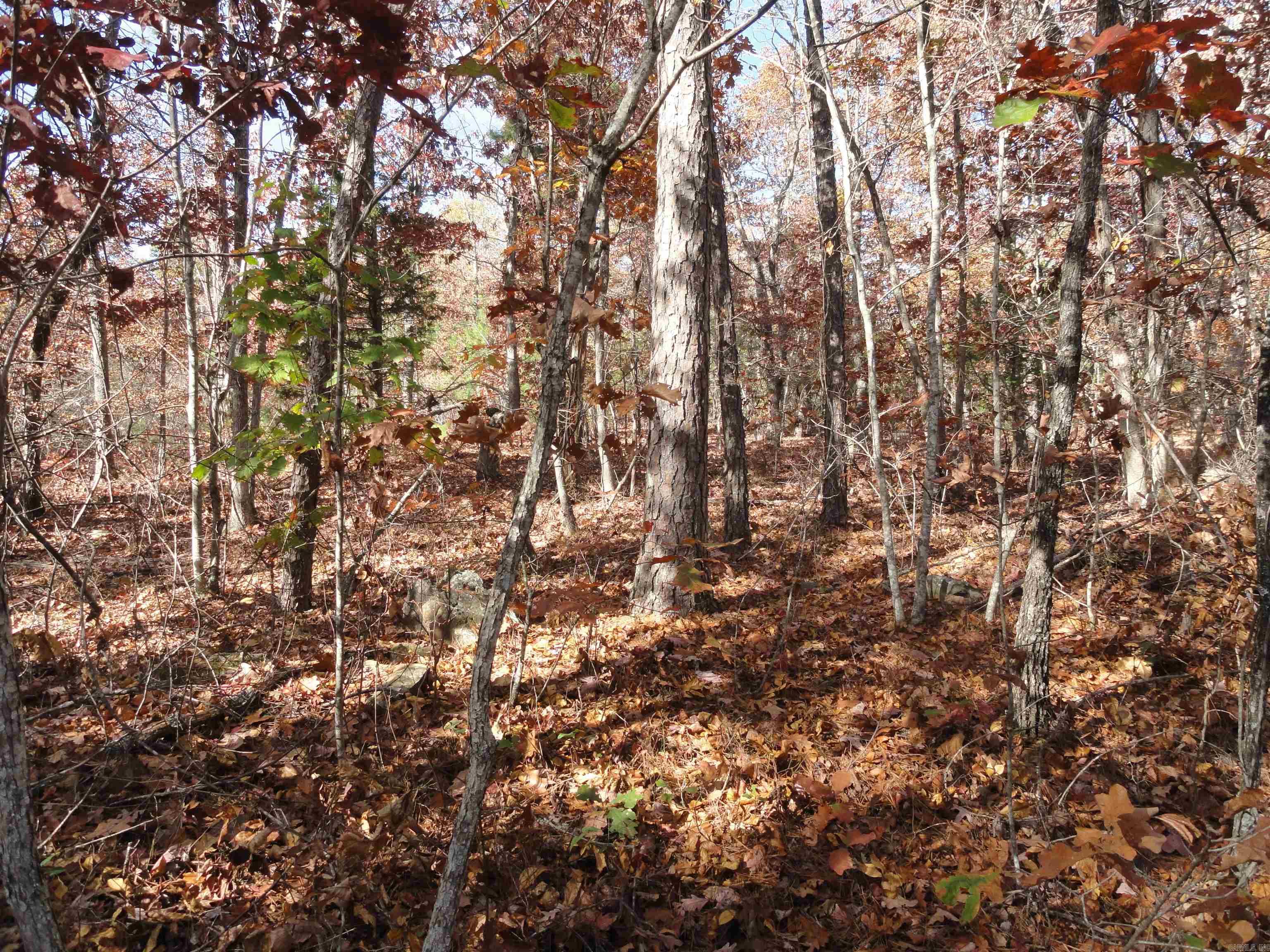 229 Mayapple Road Property Photo 5