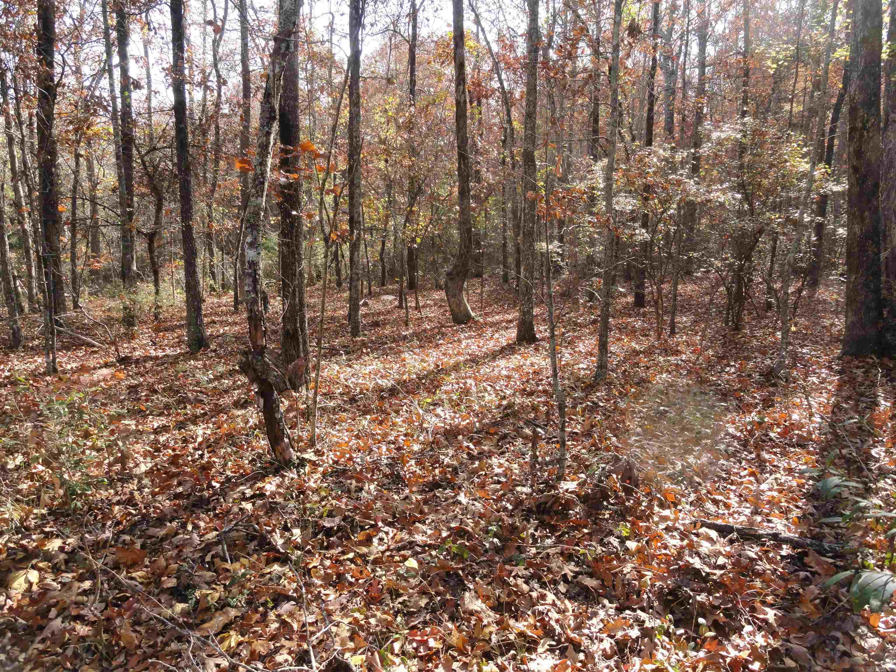 229 Mayapple Road Property Photo 6