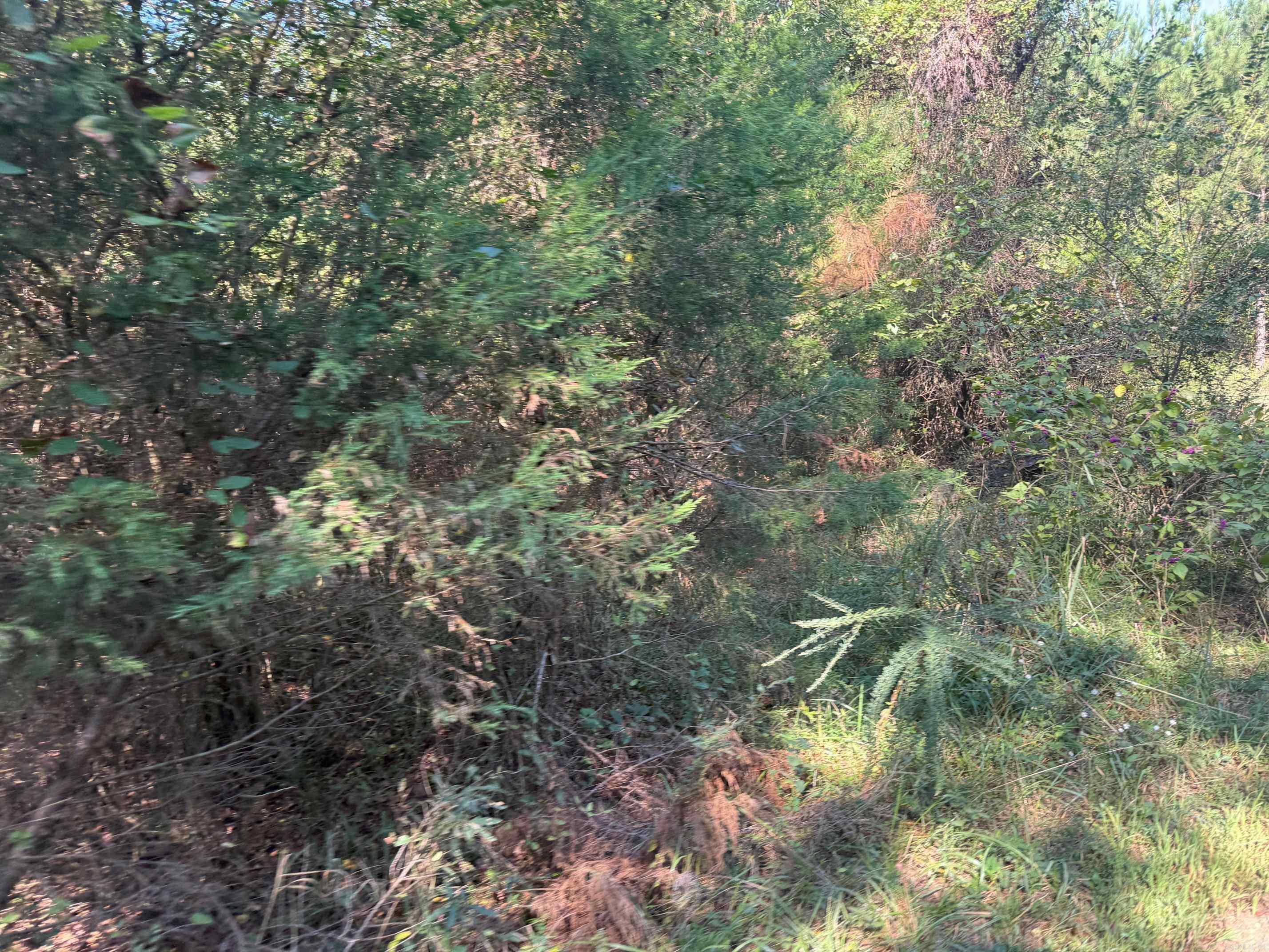 186 Wayback Lane Property Photo 10