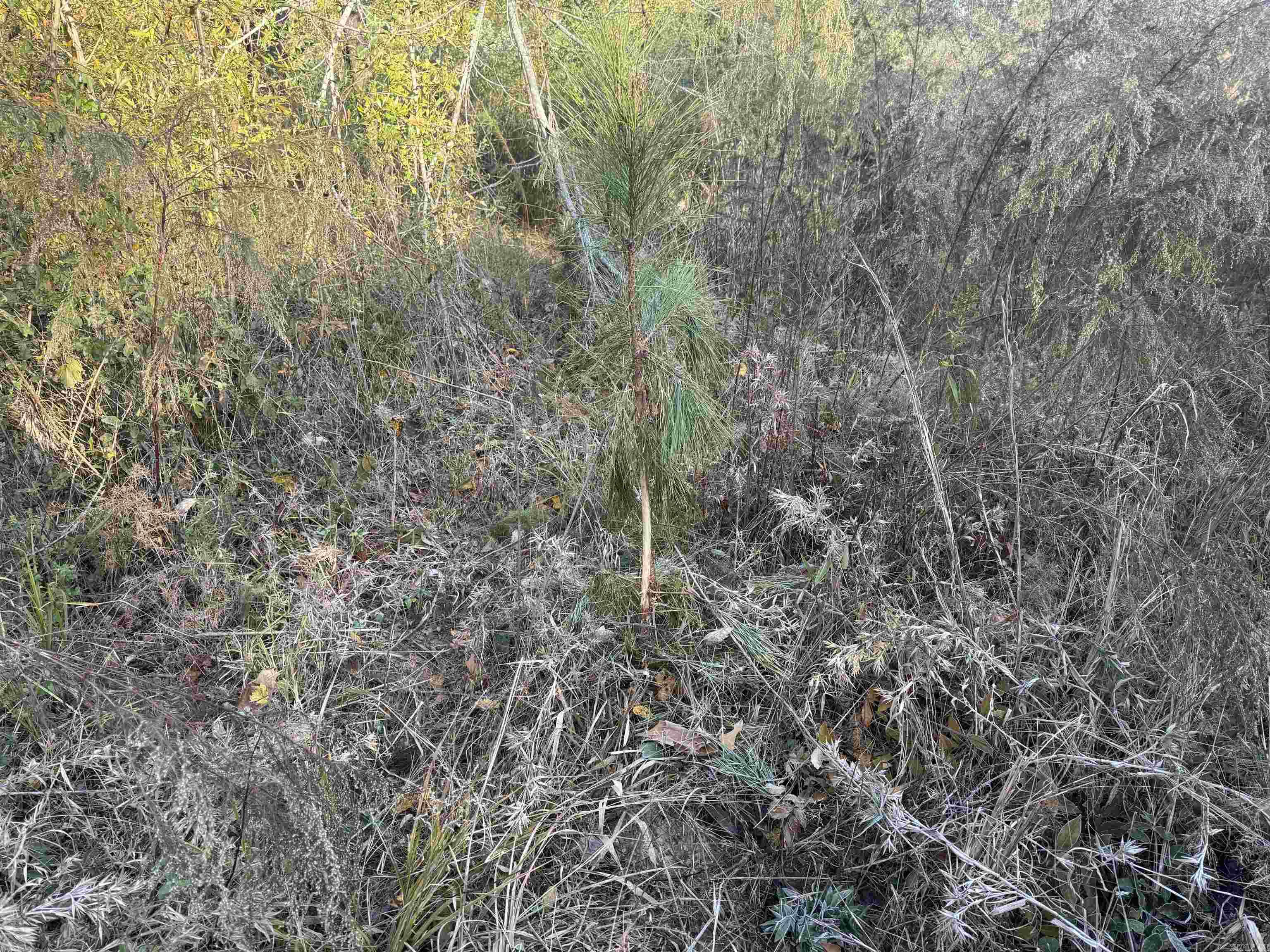 000 Sulpher Springs Rd Property Photo 33
