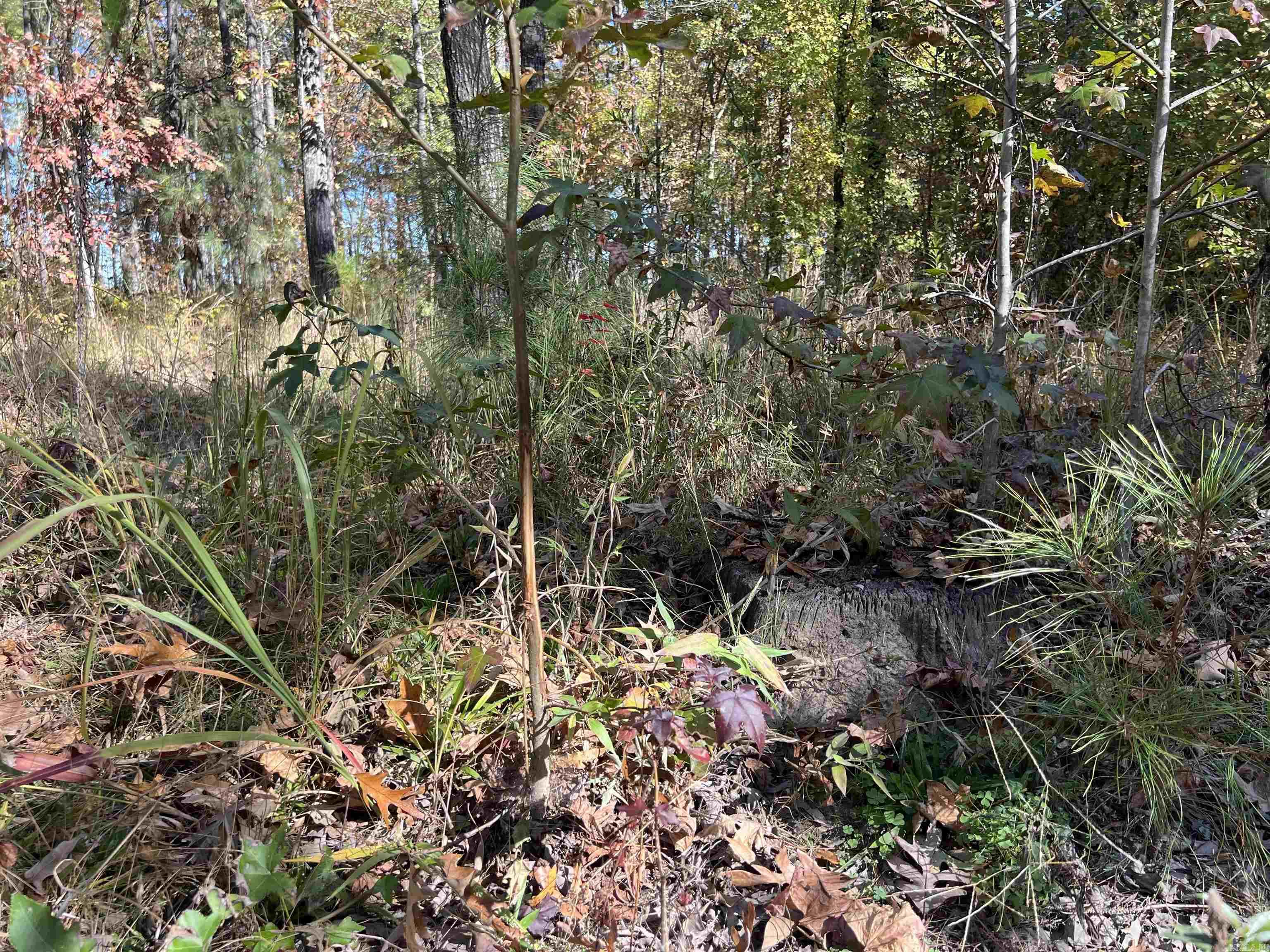 10875 Highway 133 Property Photo 3