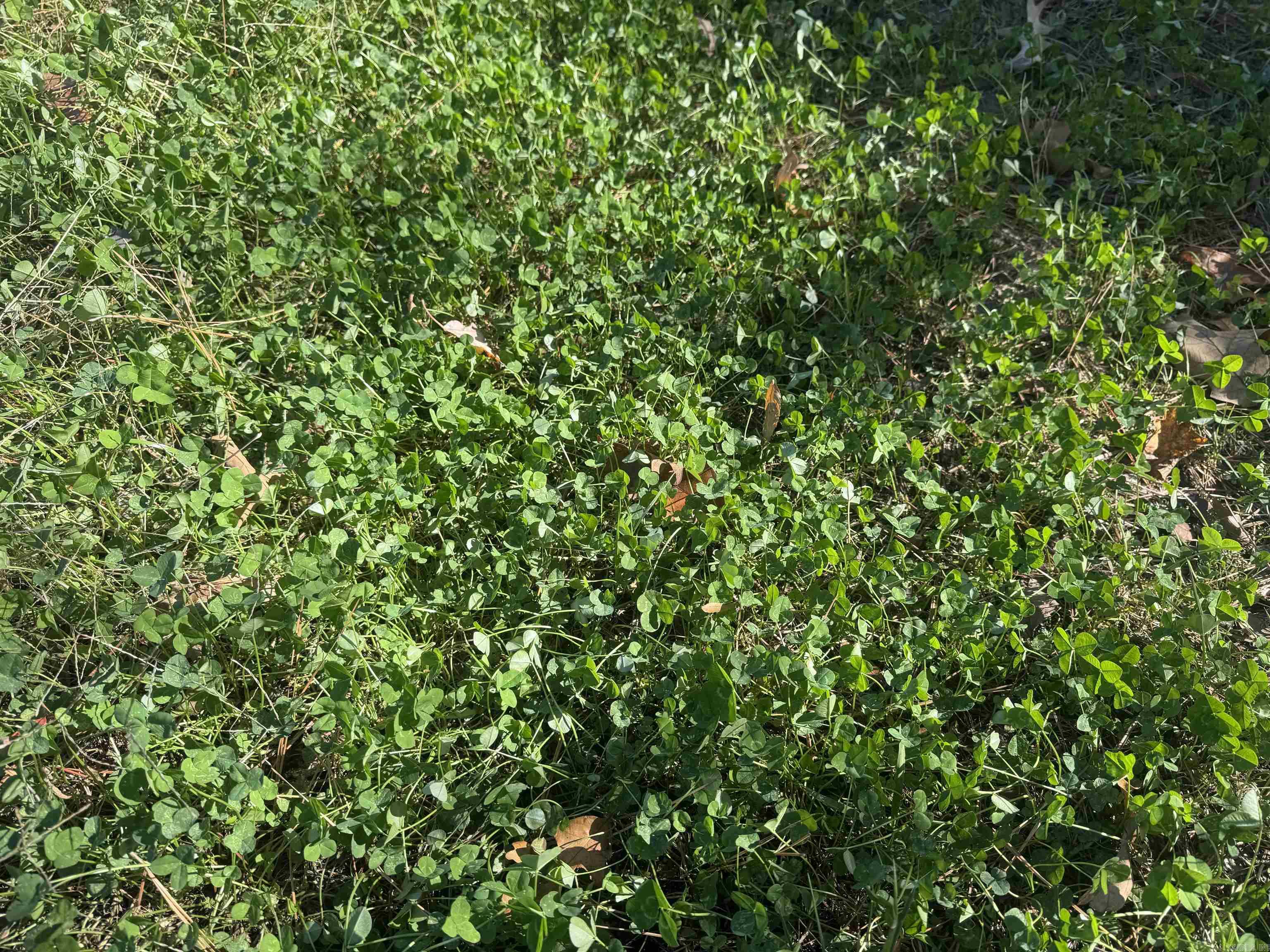 10875 Highway 133 Property Photo 18