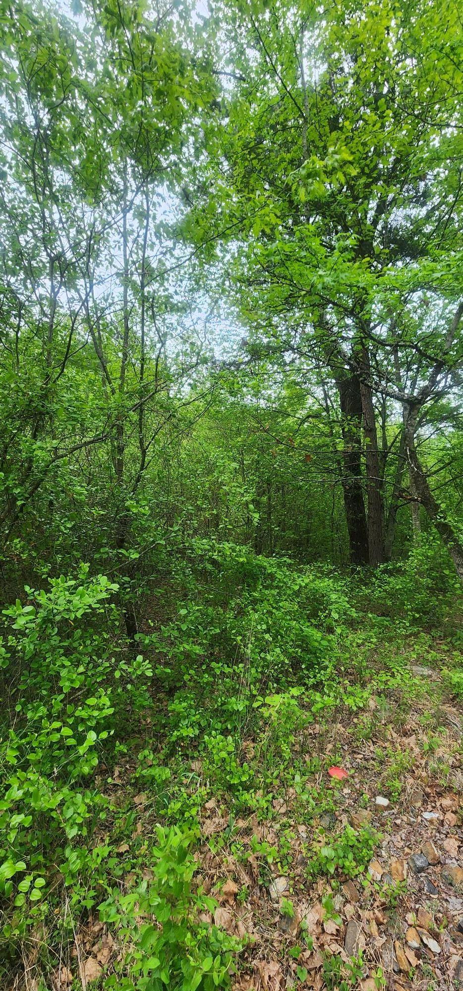 Tbd Polk Road 117 Property Photo 7