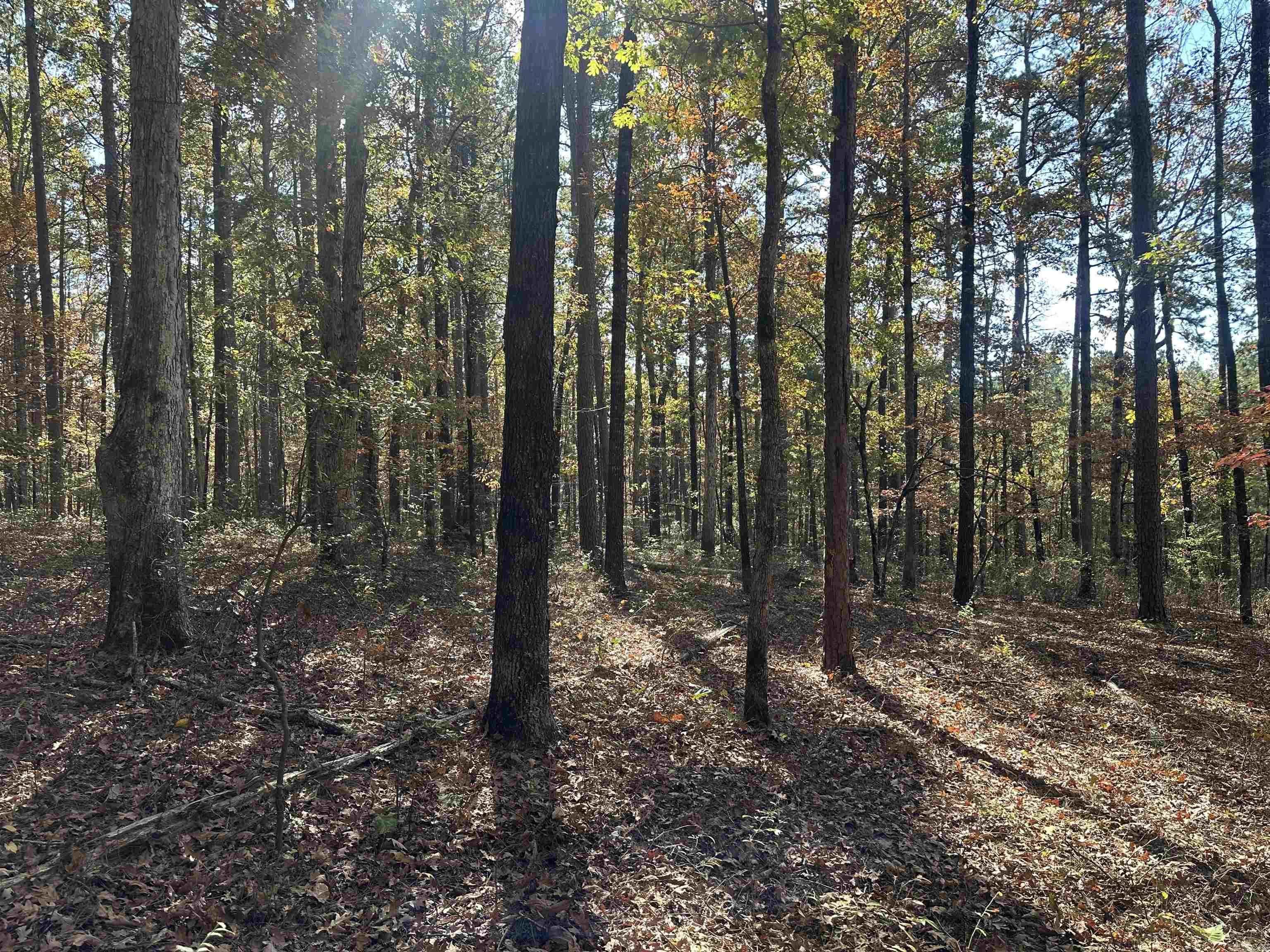 Tbd Dirt Dobber Rd Property Photo 3