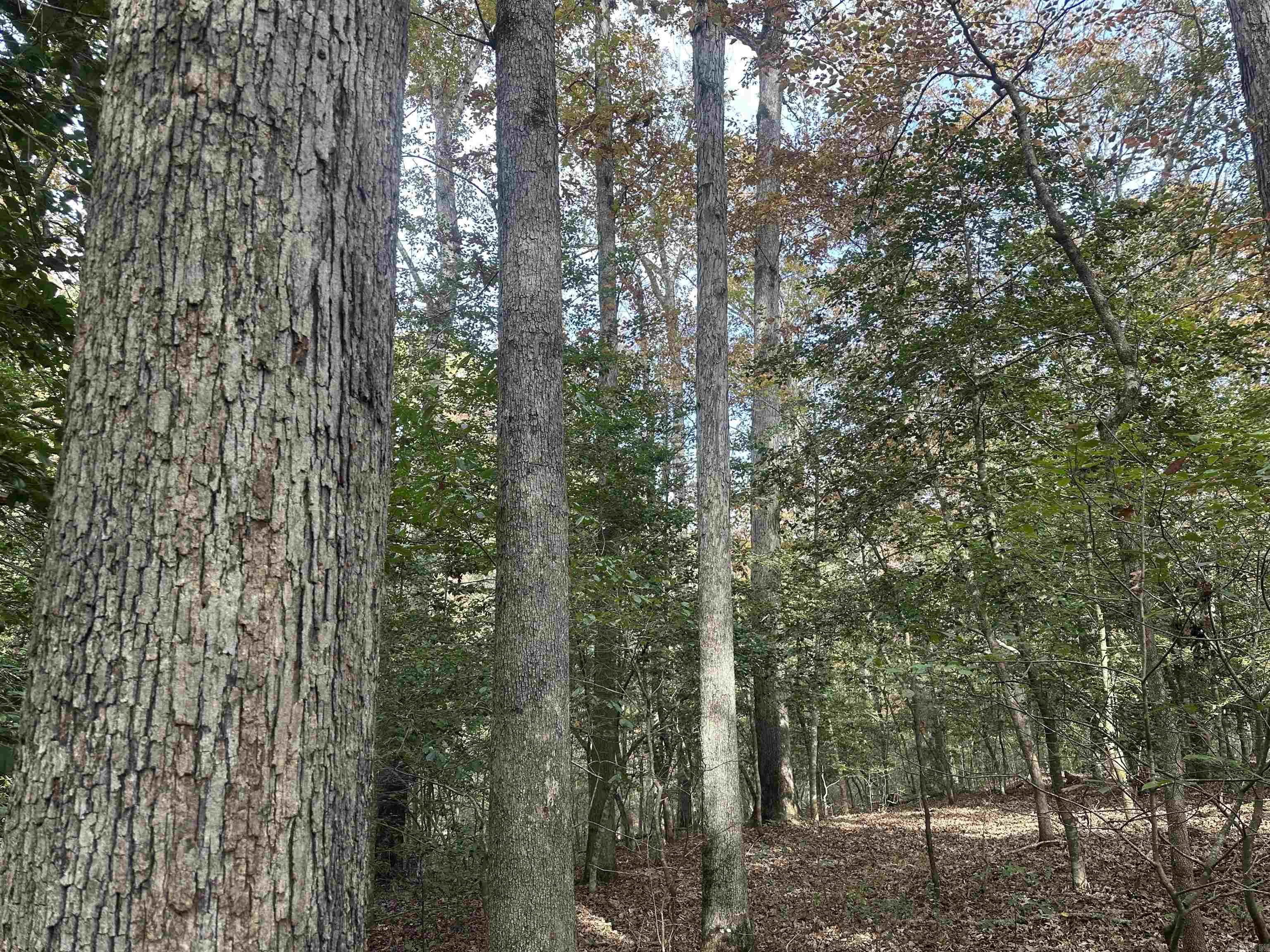 Tbd Dirt Dobber Rd Property Photo 4