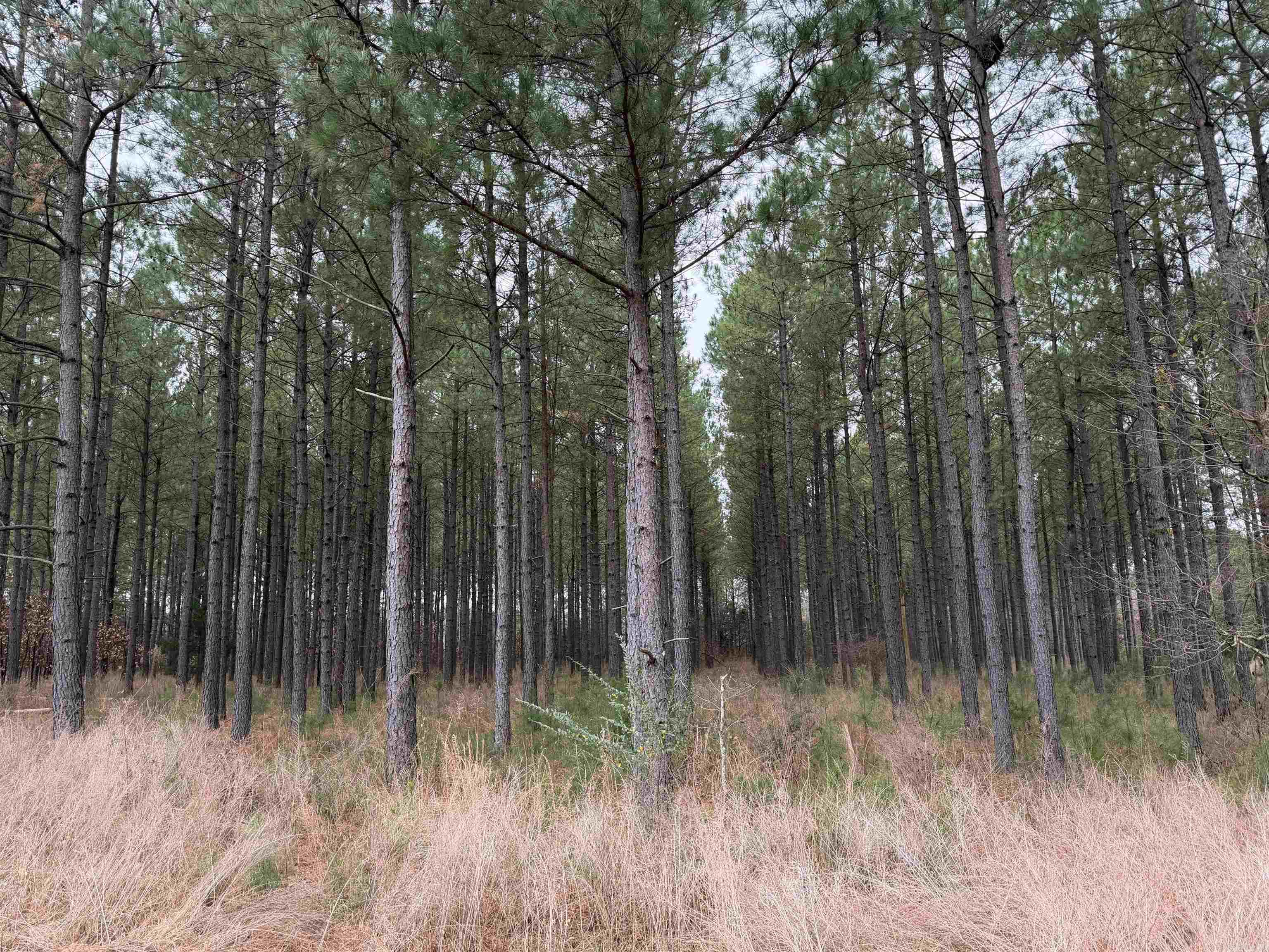 255 Sweet Gum Hollow Road Property Photo 15