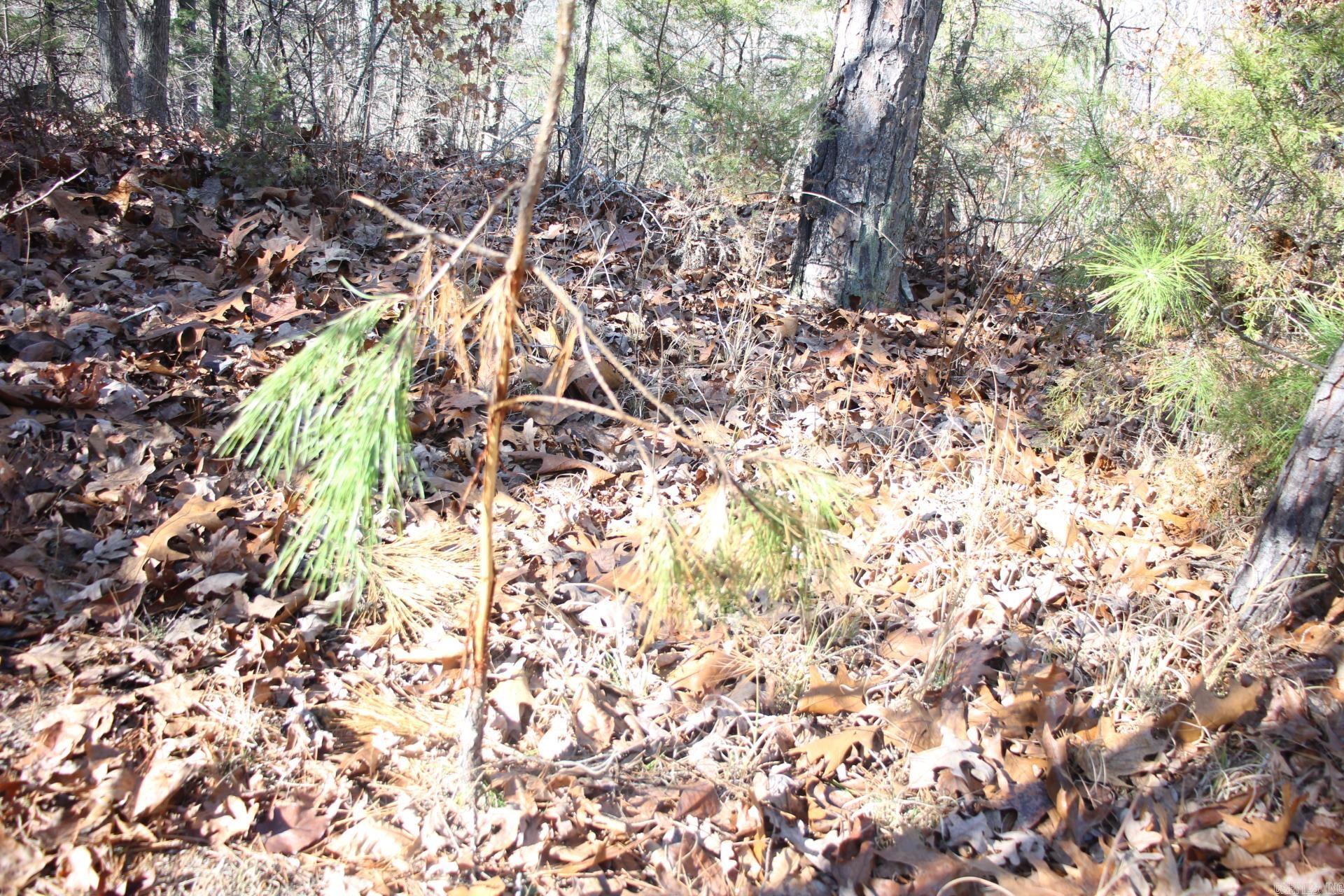 001-00494-003 Tator Knob Lane Property Photo 11
