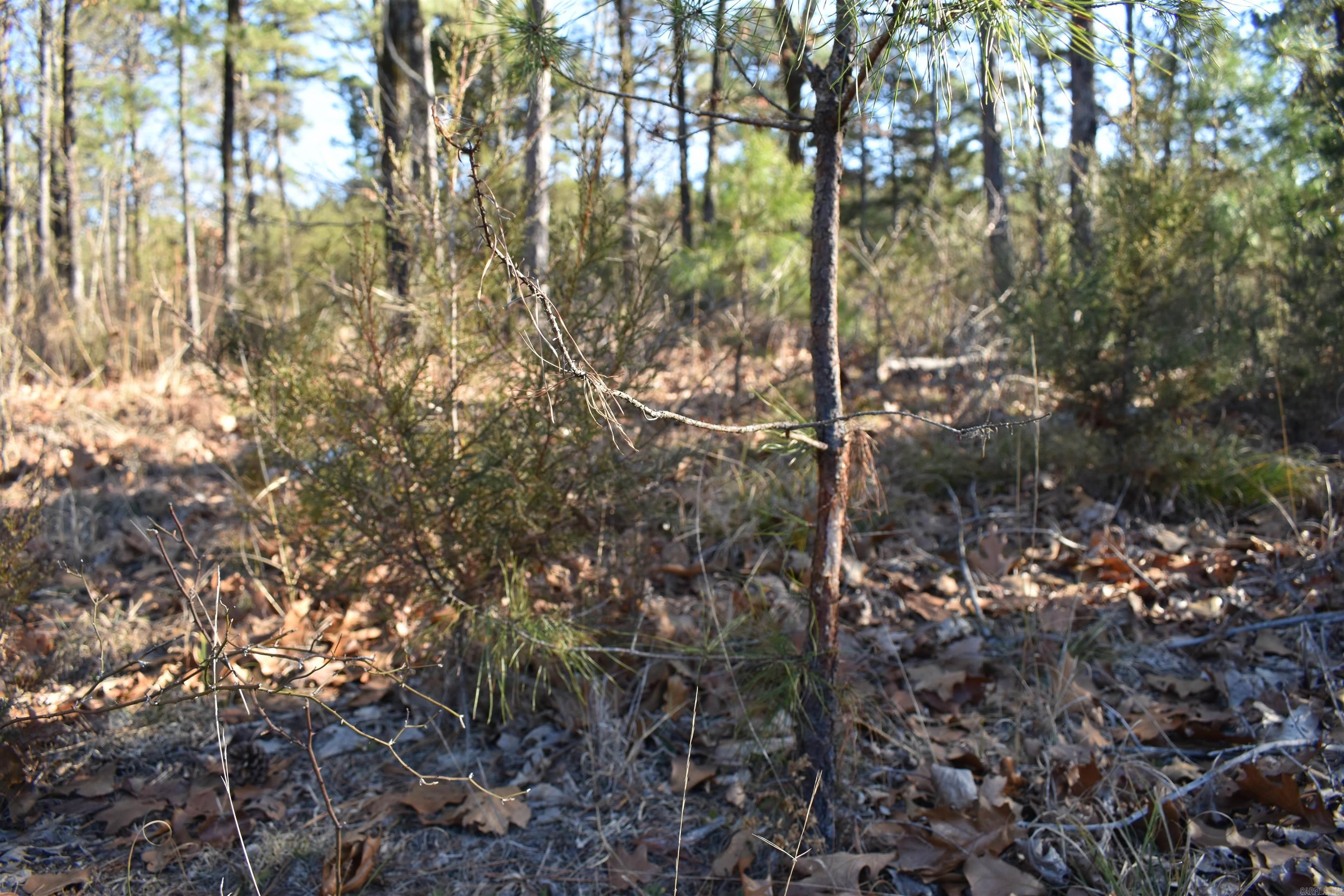 0000 Hwy 22 Property Photo 16