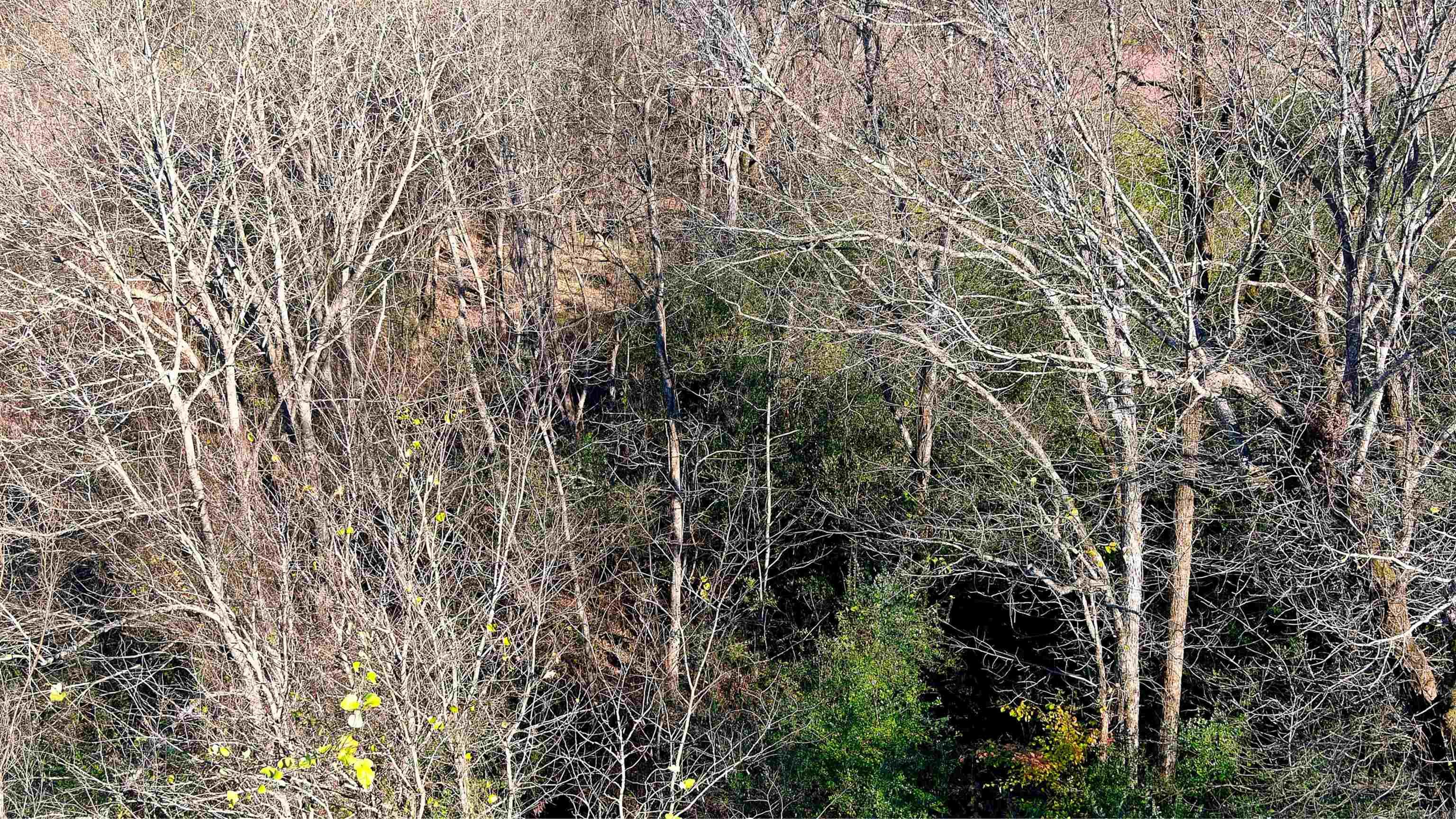 118 Peaceful Place Road Property Photo 24