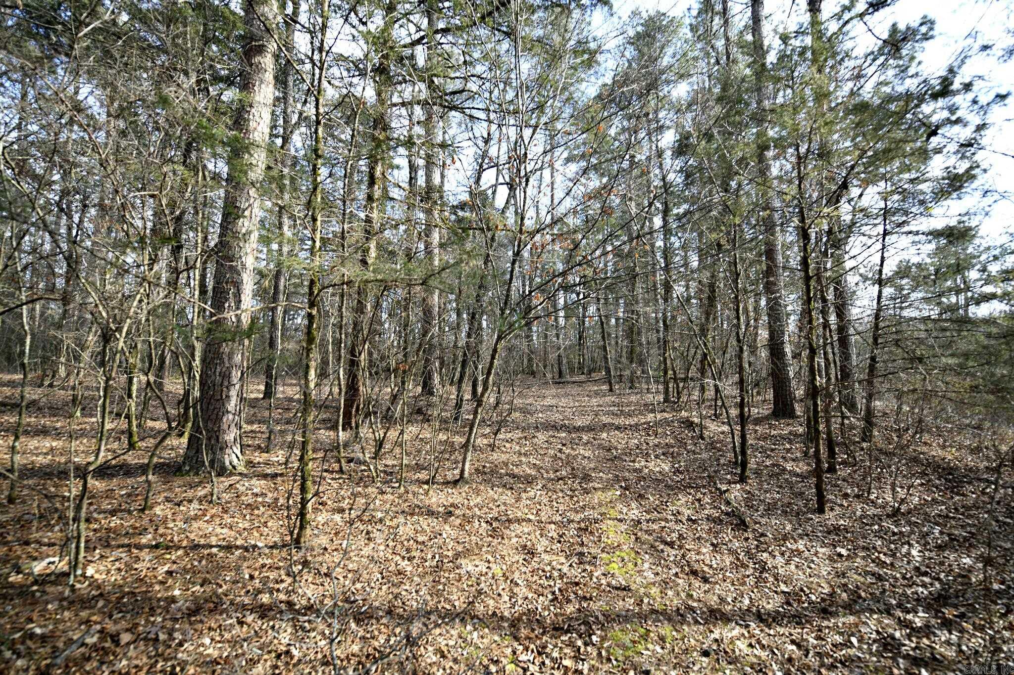 Tbd Polk Road 95 Property Photo 4