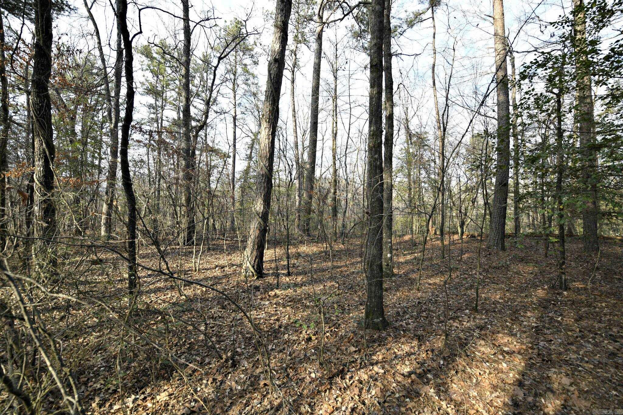 Tbd Polk Road 95 Property Photo 6
