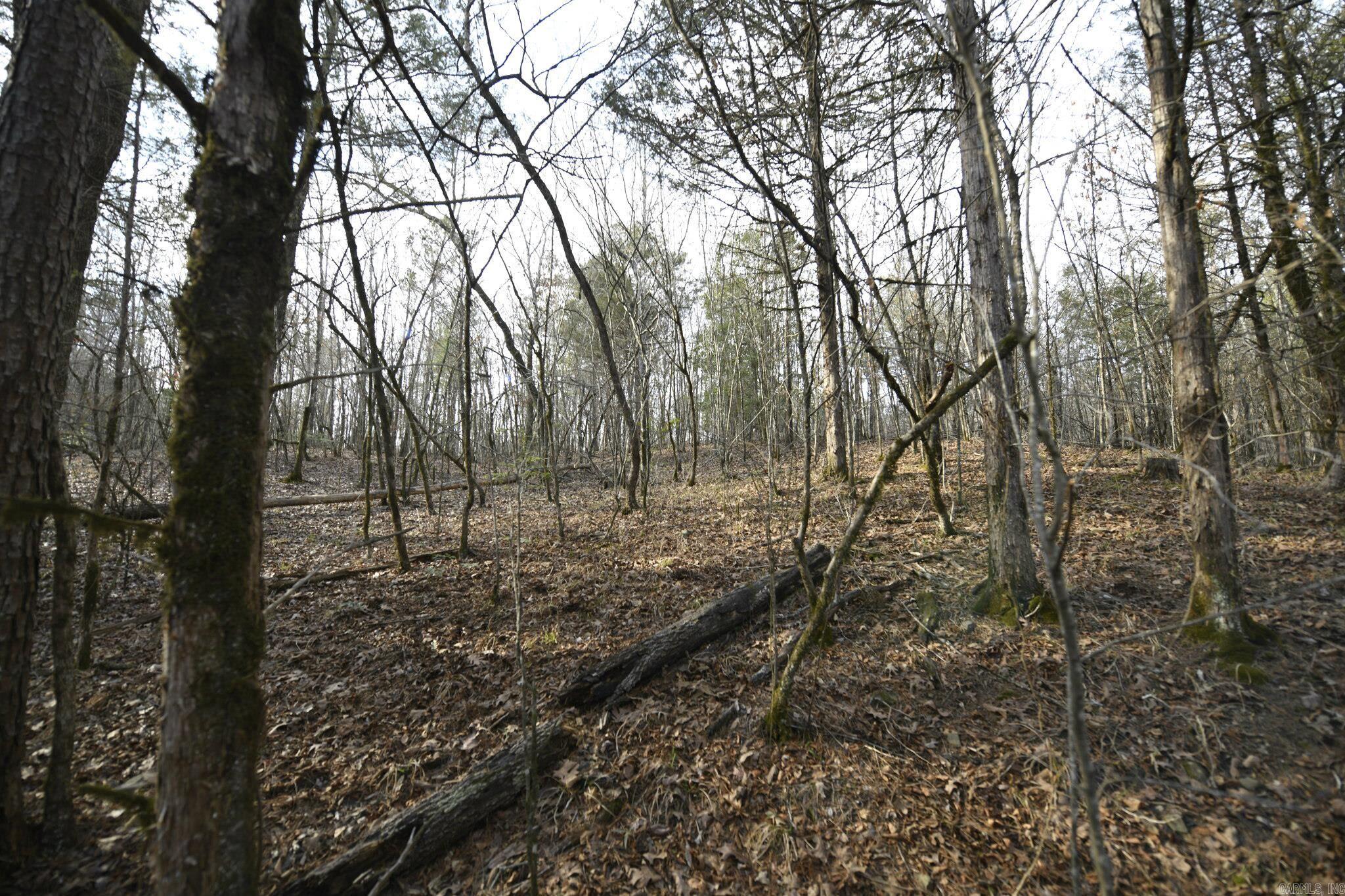 Tbd Polk Road 95 Property Photo 13