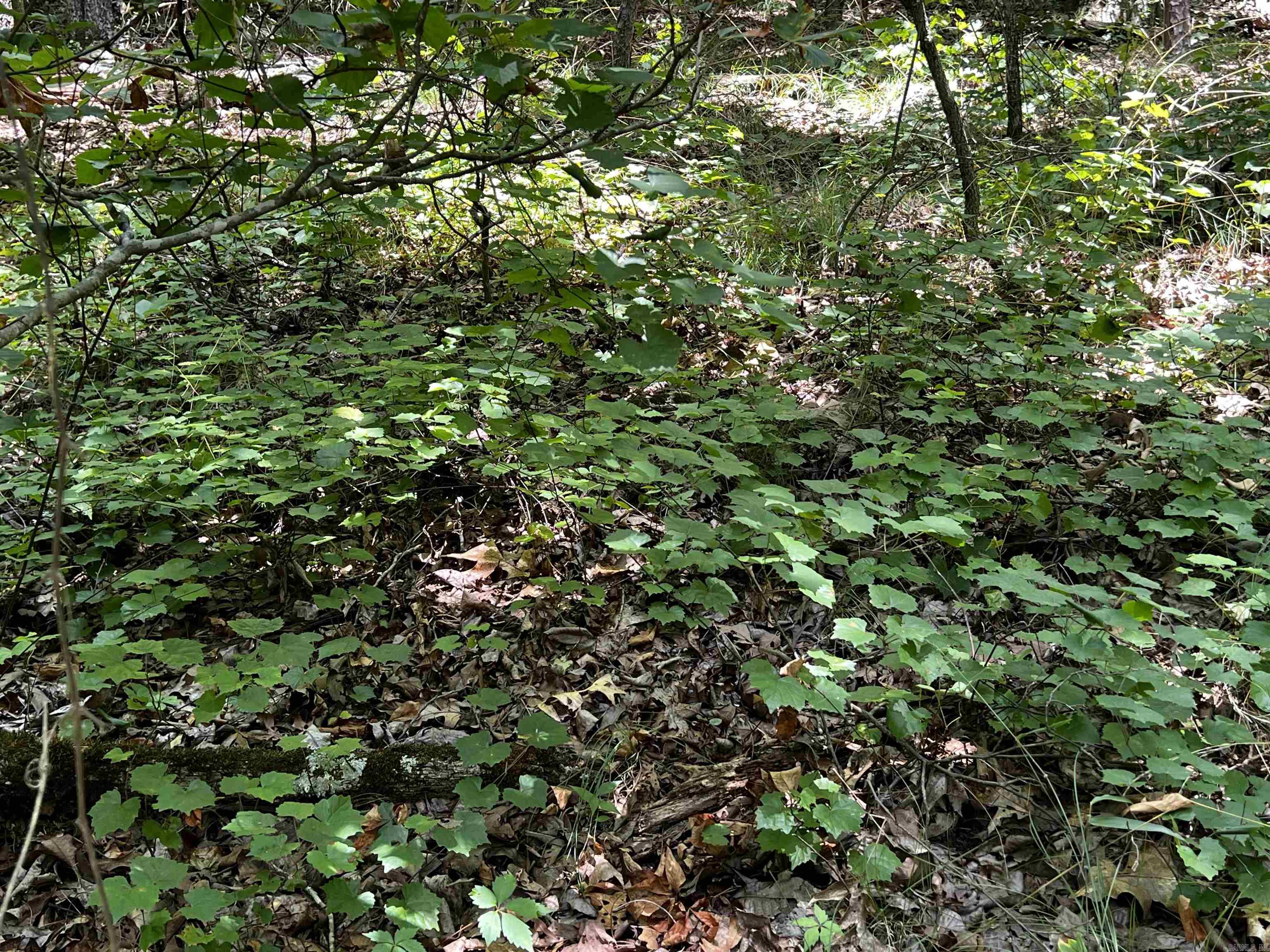 Heber Springs Area Property Photo 43
