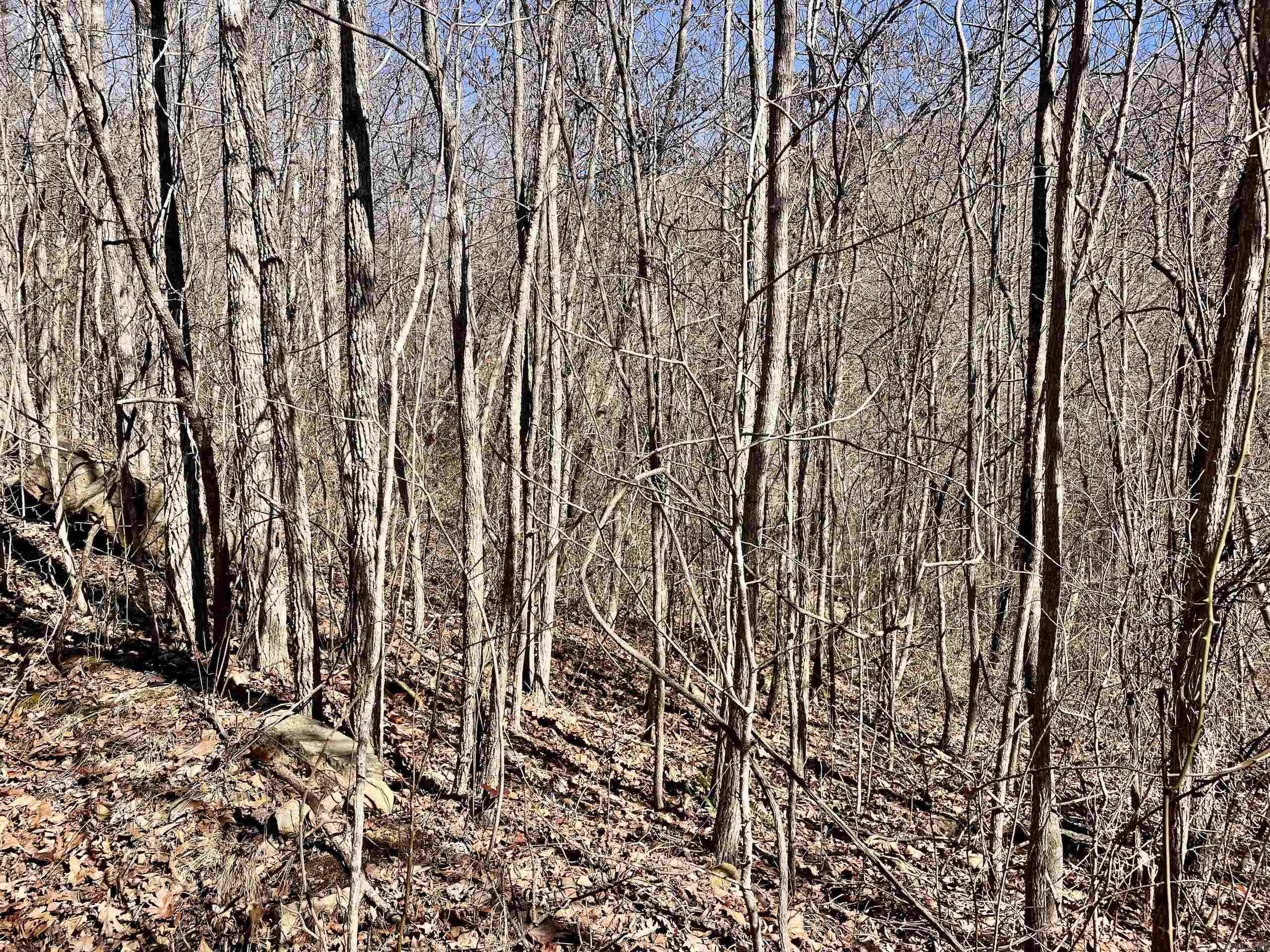 000 Hwy 254 Property Photo 35