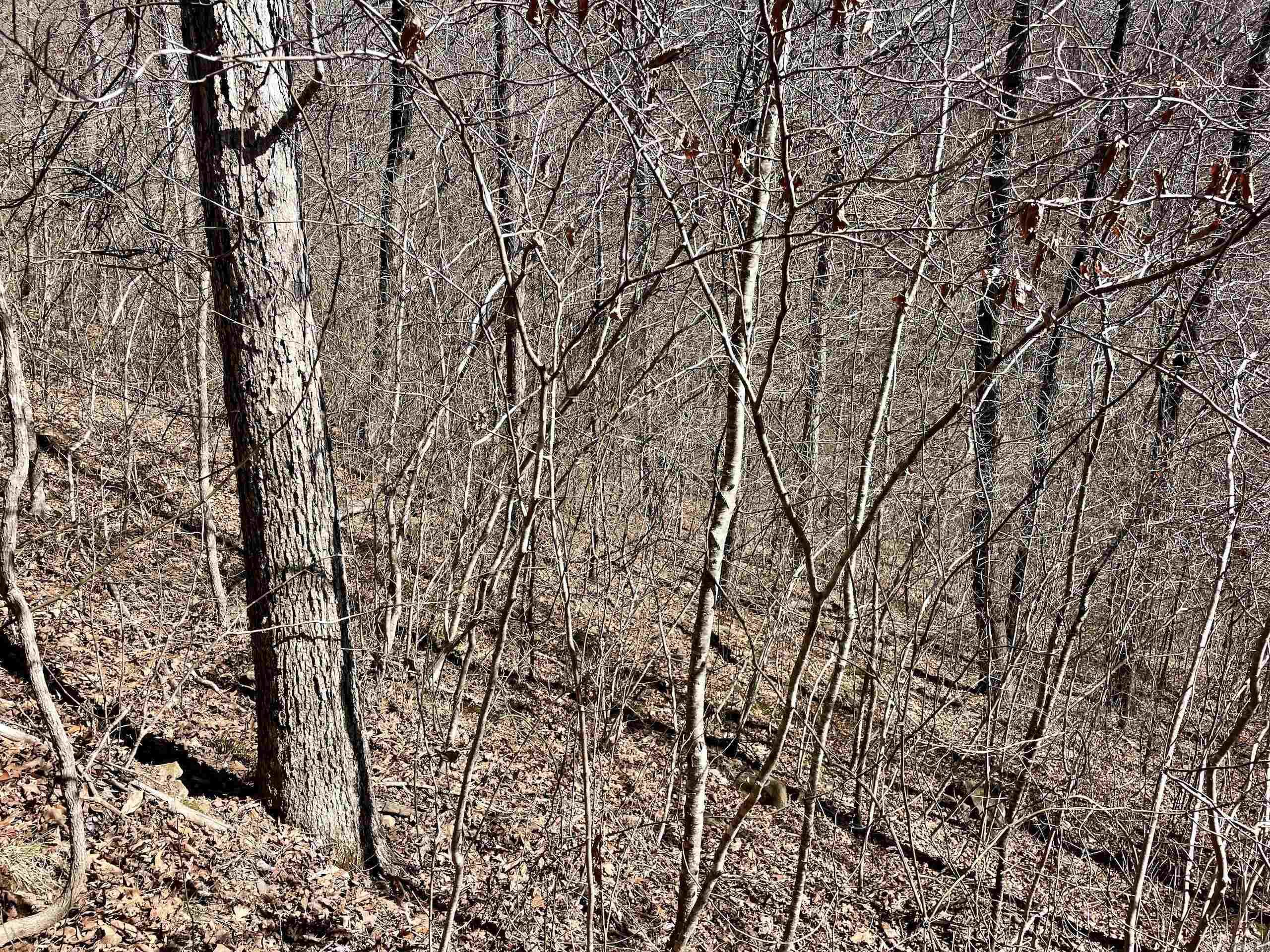 000 Hwy 254 Property Photo 36