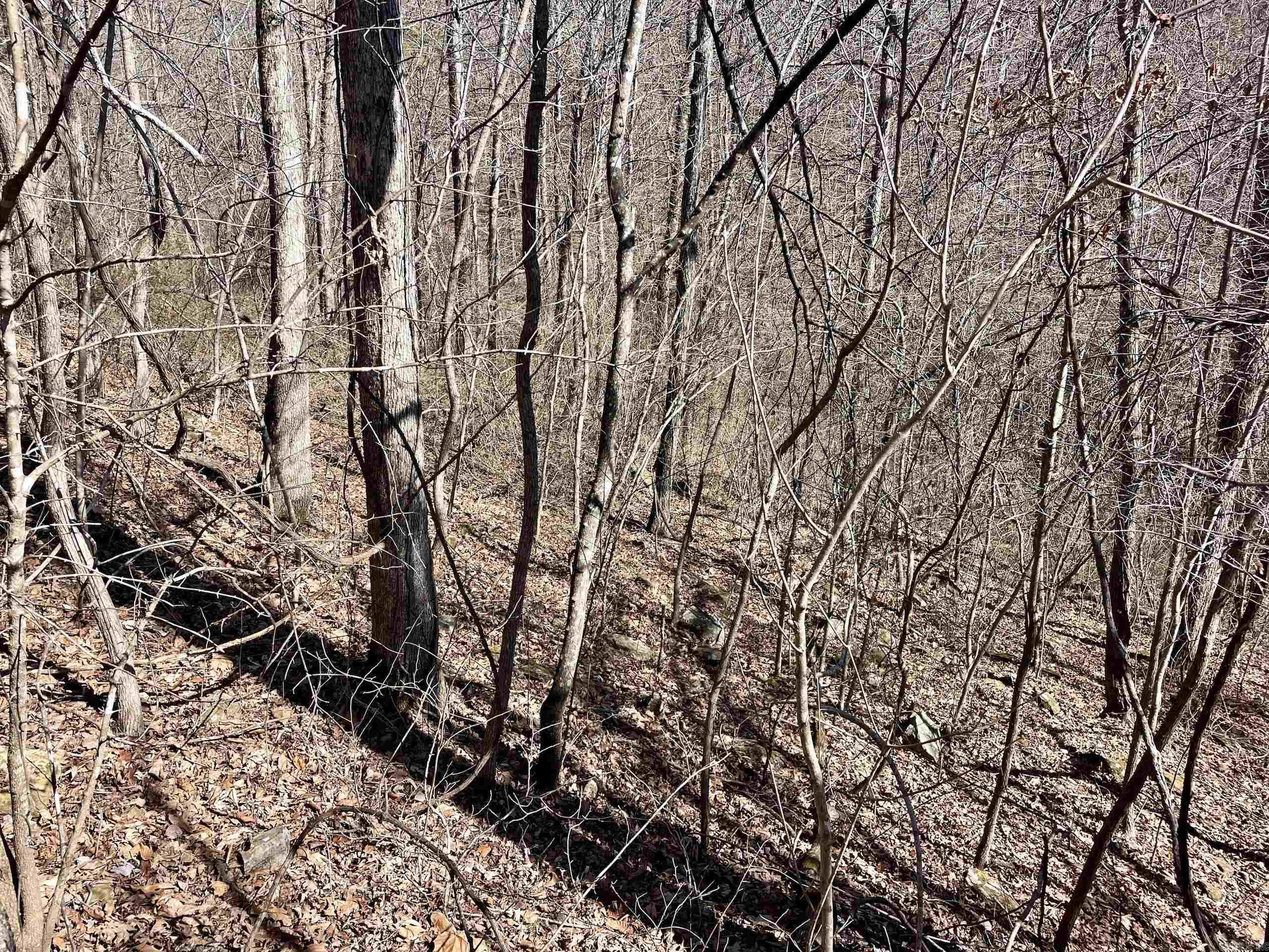 000 Hwy 254 Property Photo 37